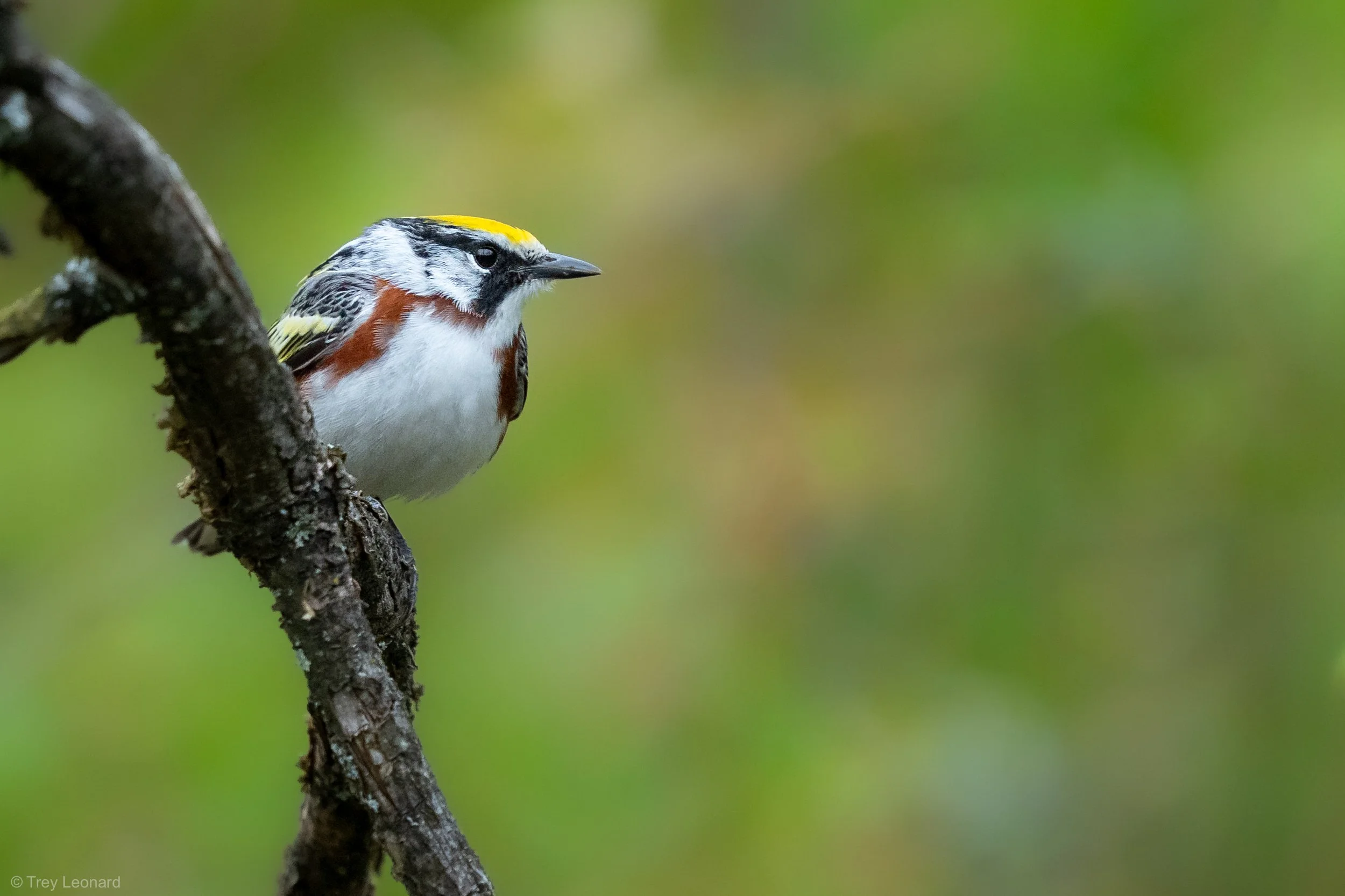 Chestnut-sided Warbler 5-2026.jpg