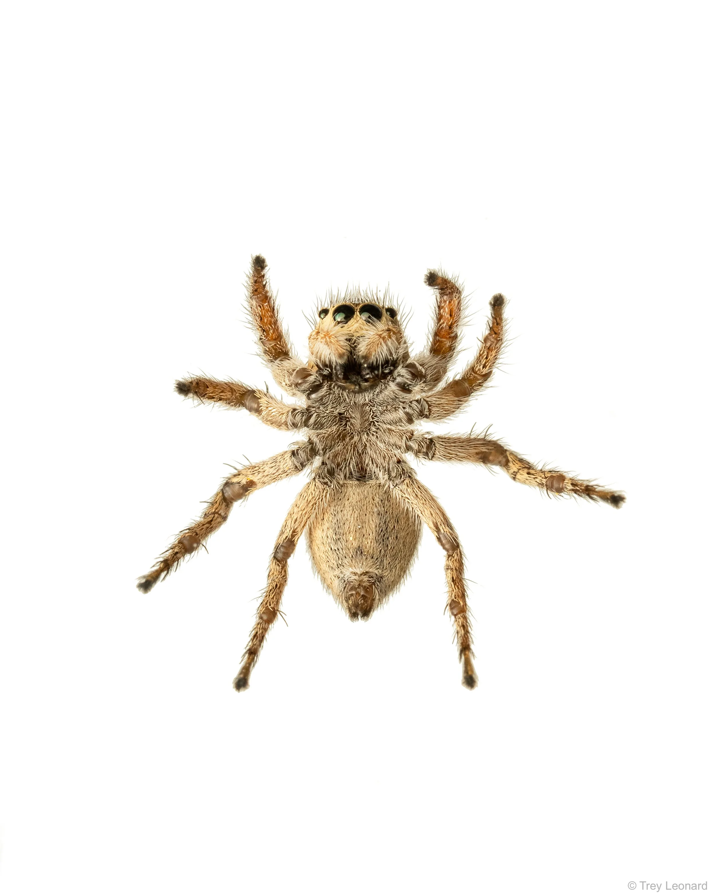 Habronattus 4-2026-2.jpg