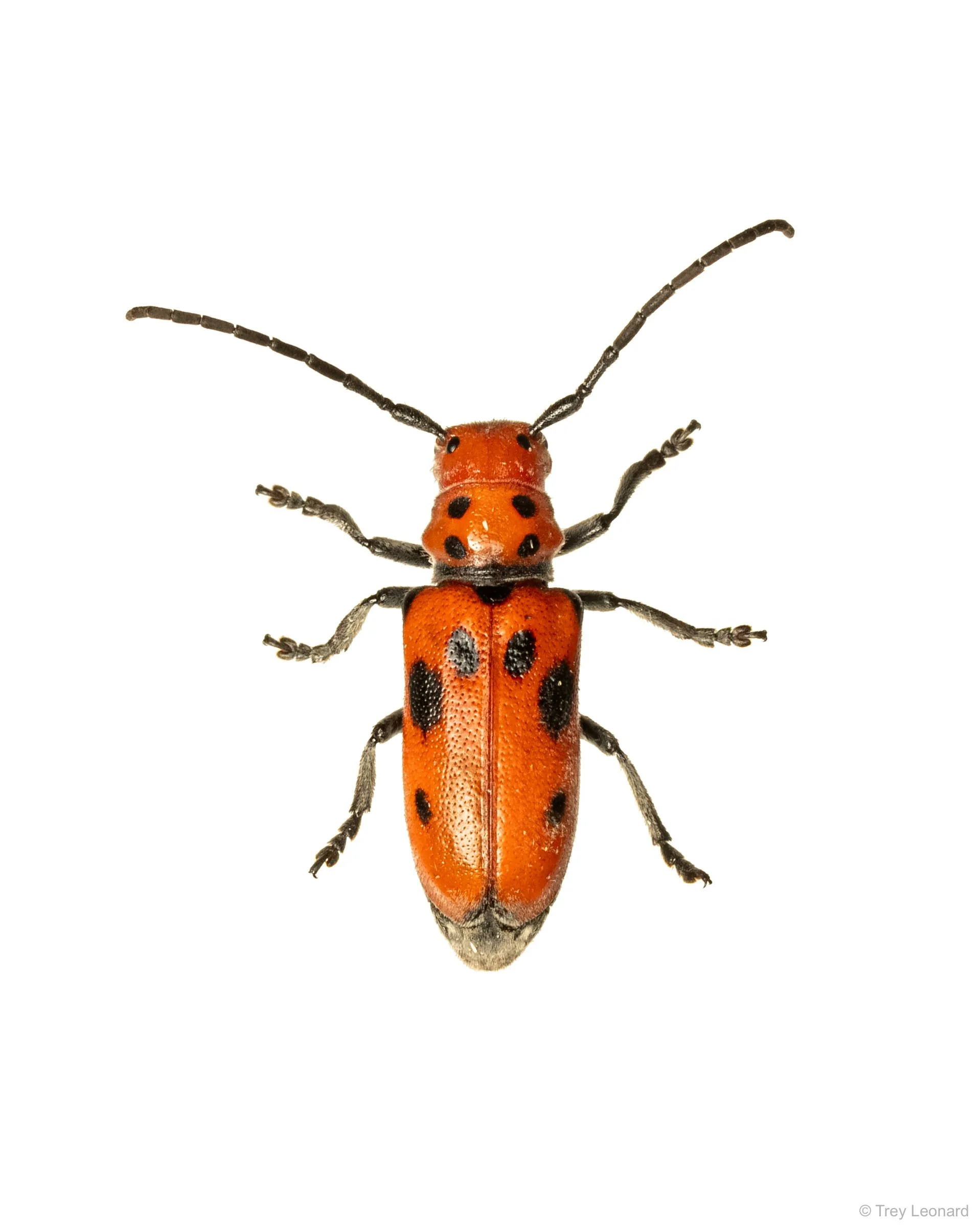 Red Milkweed Beetle 8-2026.jpg