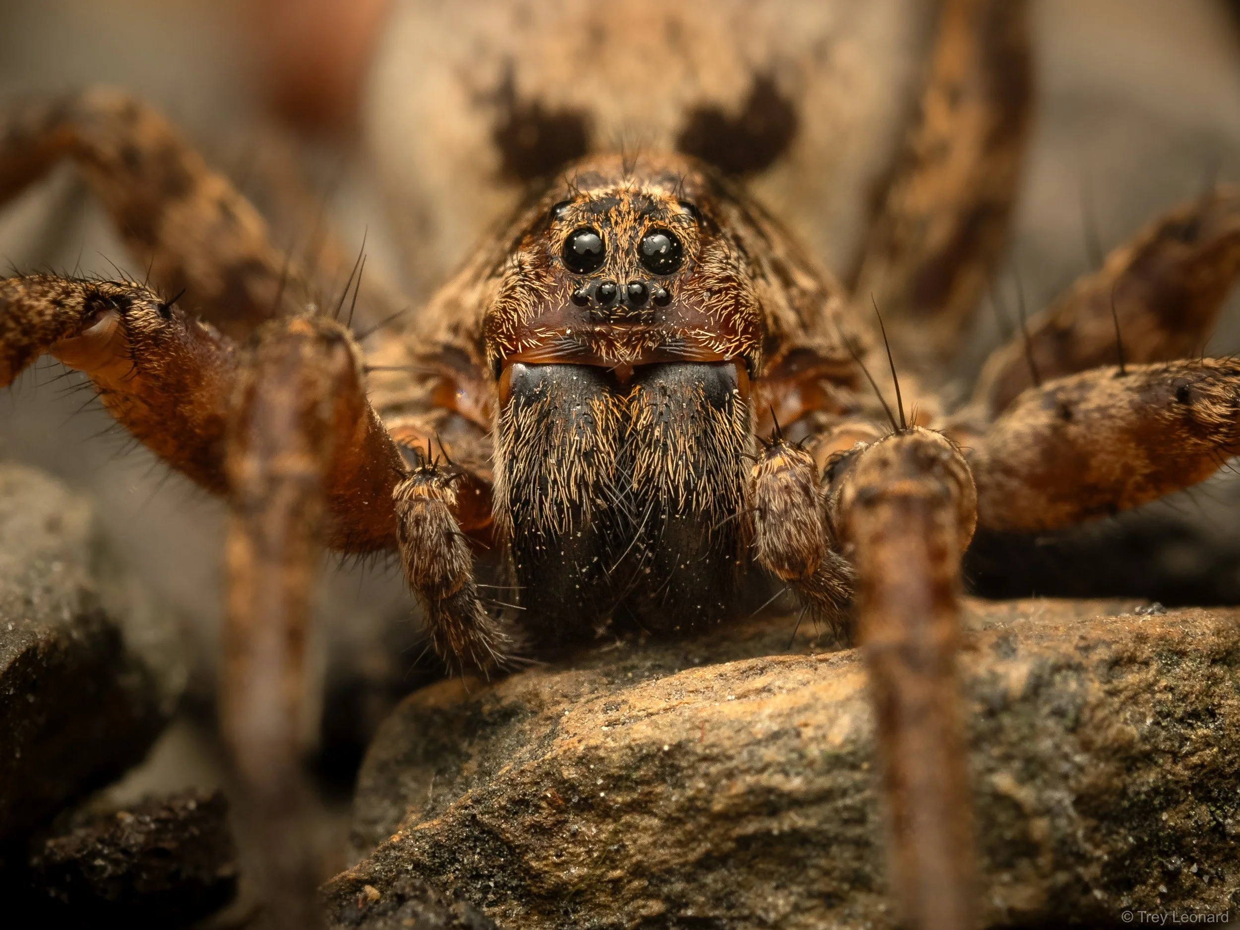 Drumming Sword Wolf Spider 6-2026.jpg