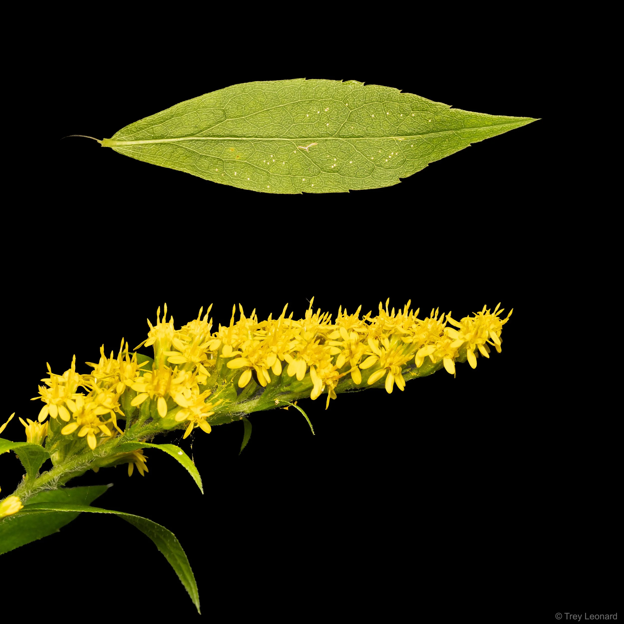 common wrinkle leaved goldenrod.jpg