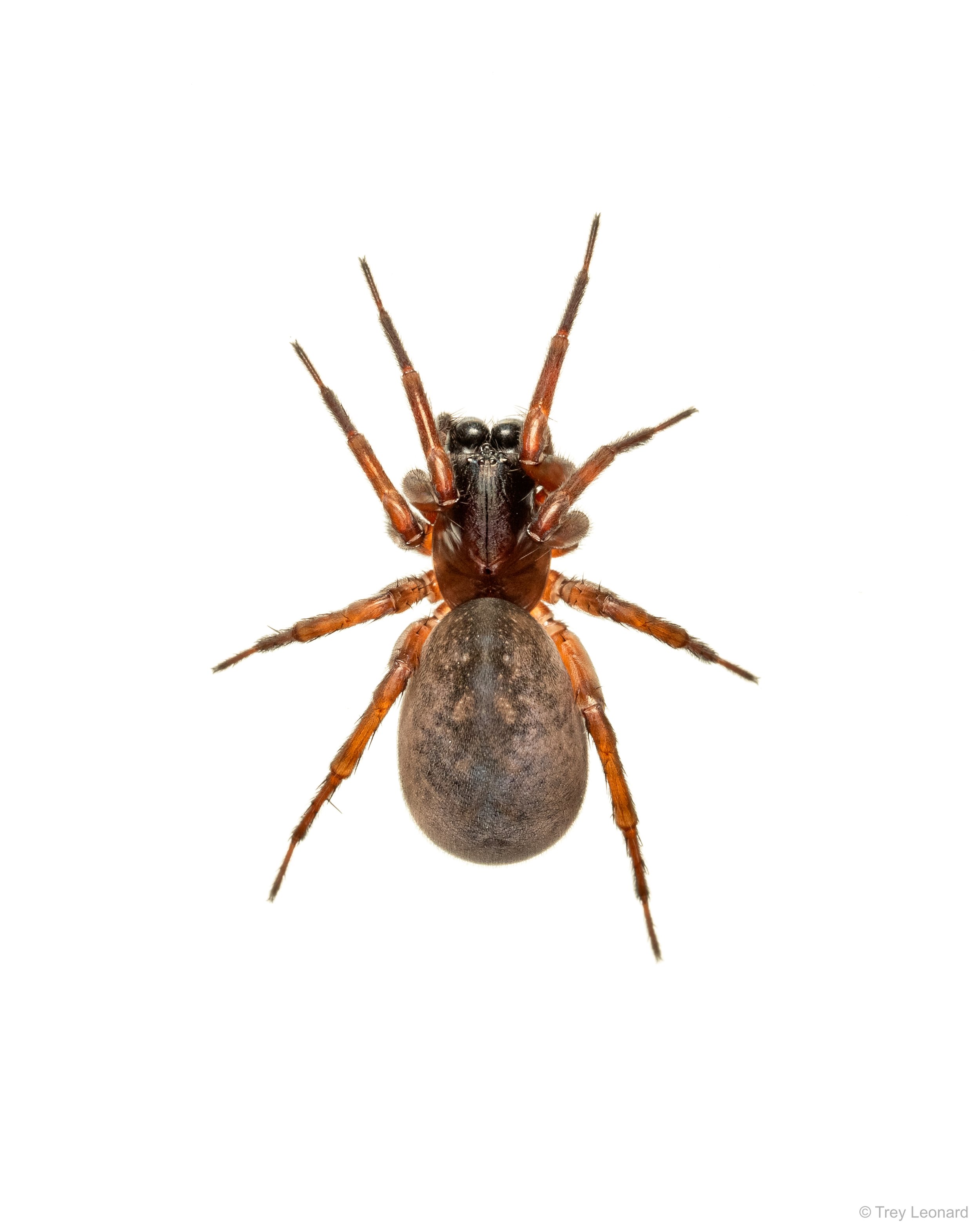 Broad Faced Sac Spider 4-2026.jpg