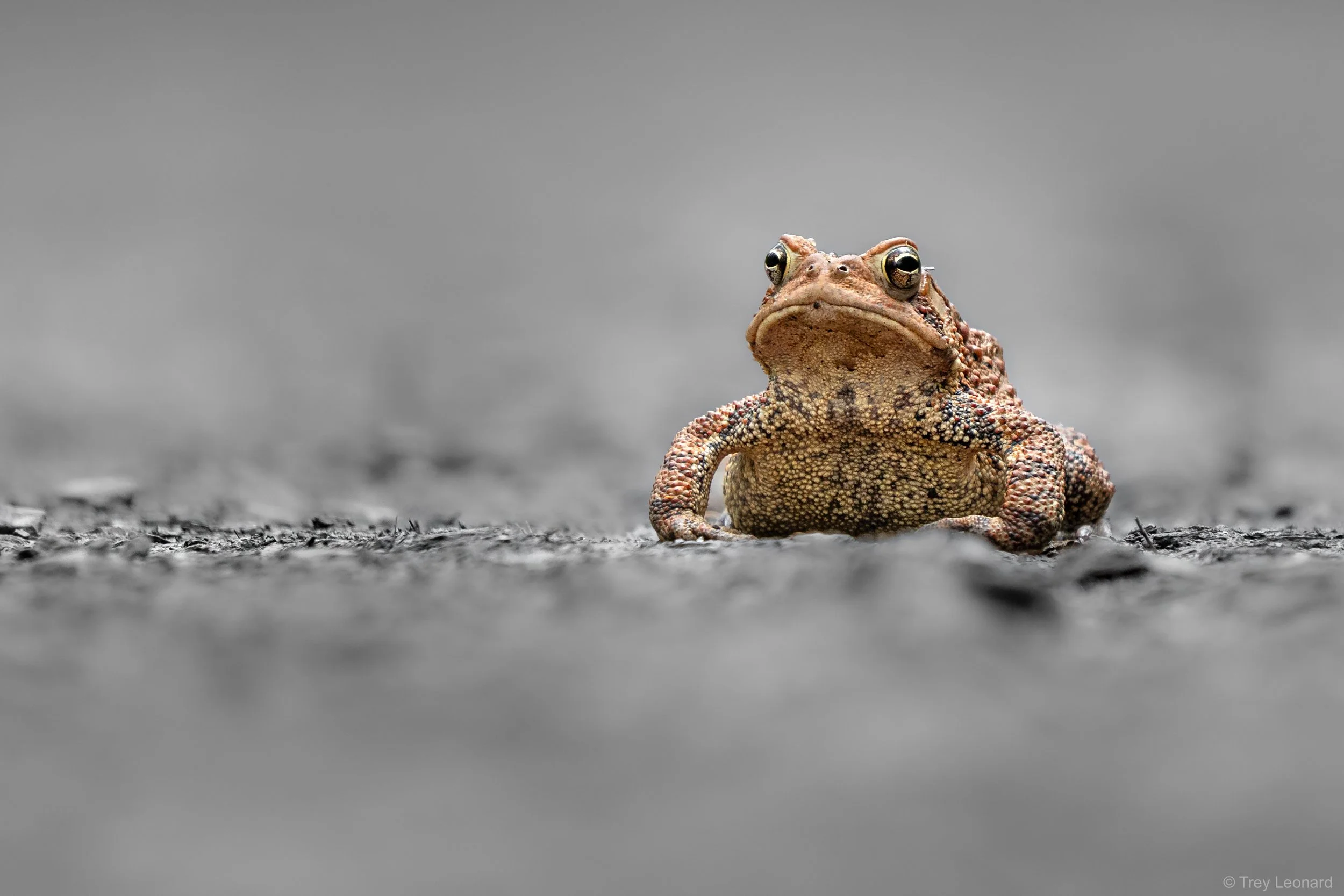 American Toad 5-2026-3.jpg