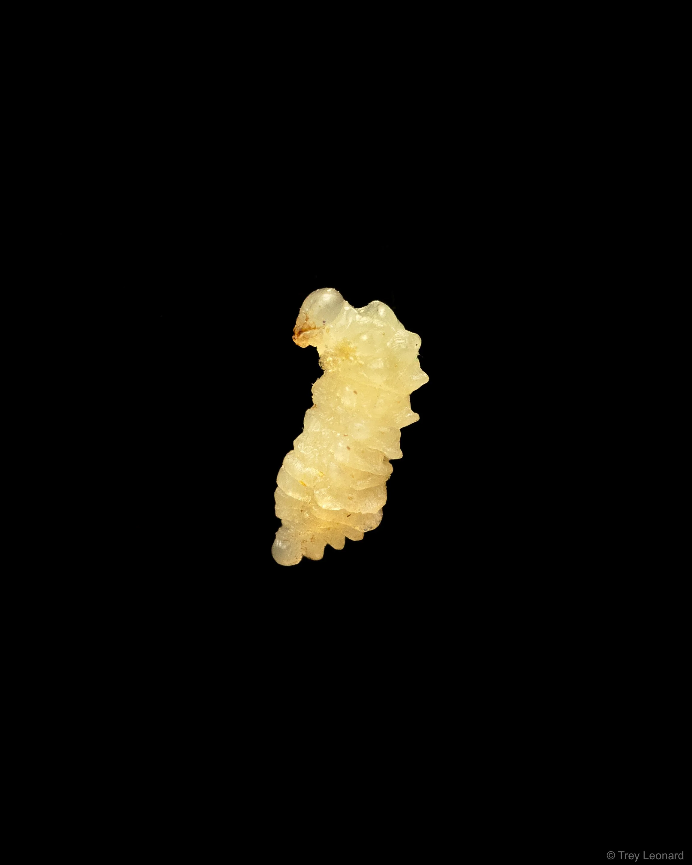 Wasp Larvae 3-2026.jpg
