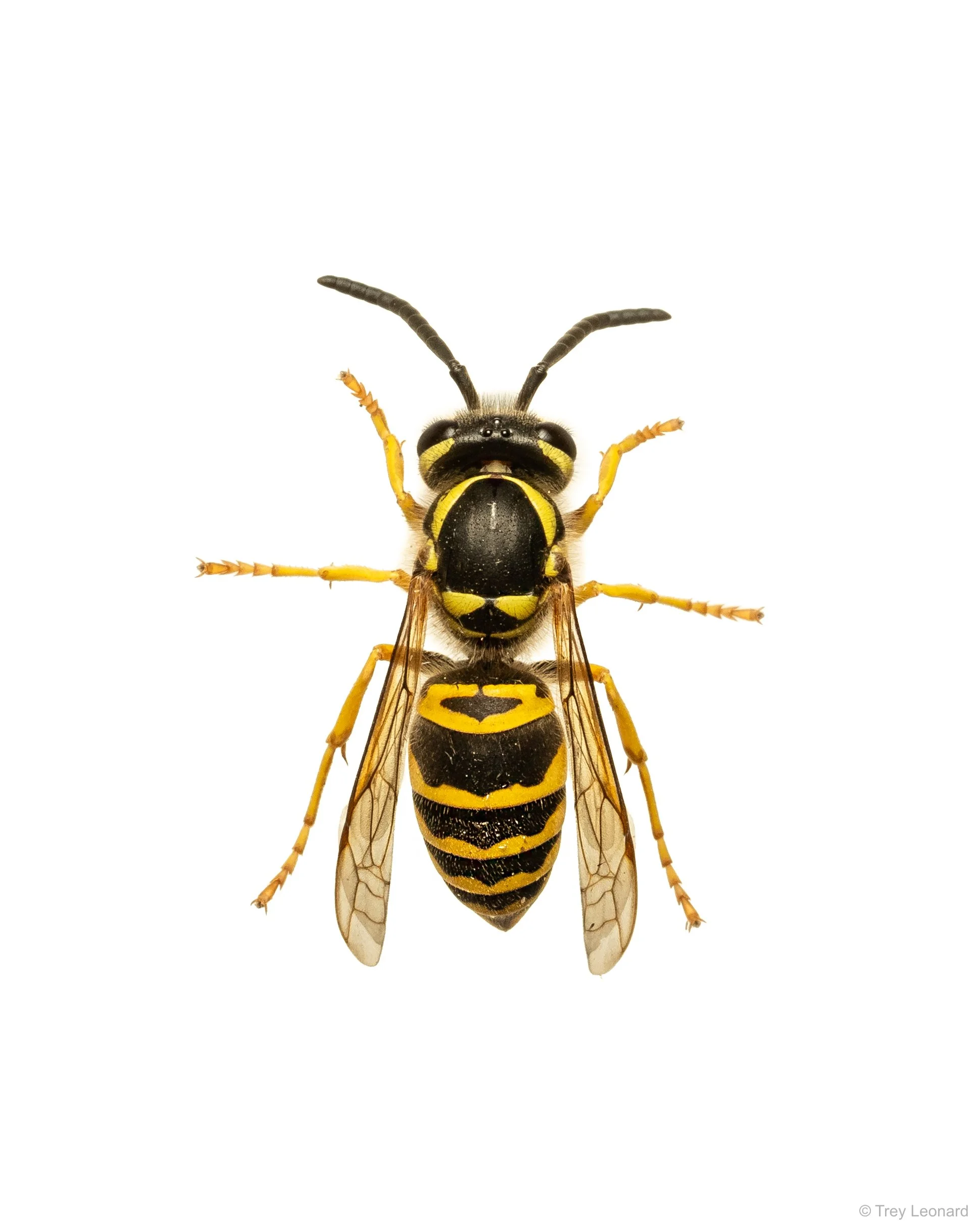 Eastern Yellowjacket 8-2026-2.jpg