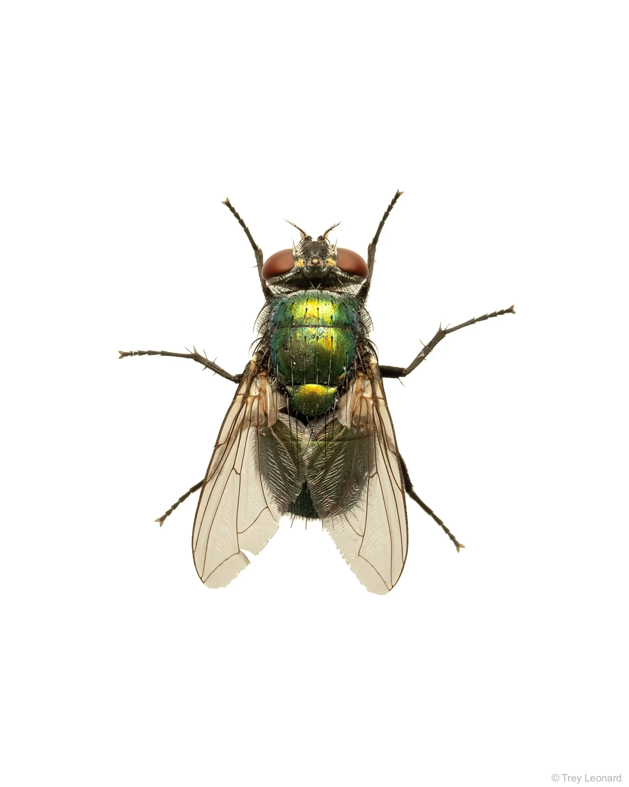 Common European Greenbottle Fly 6-2026.jpg