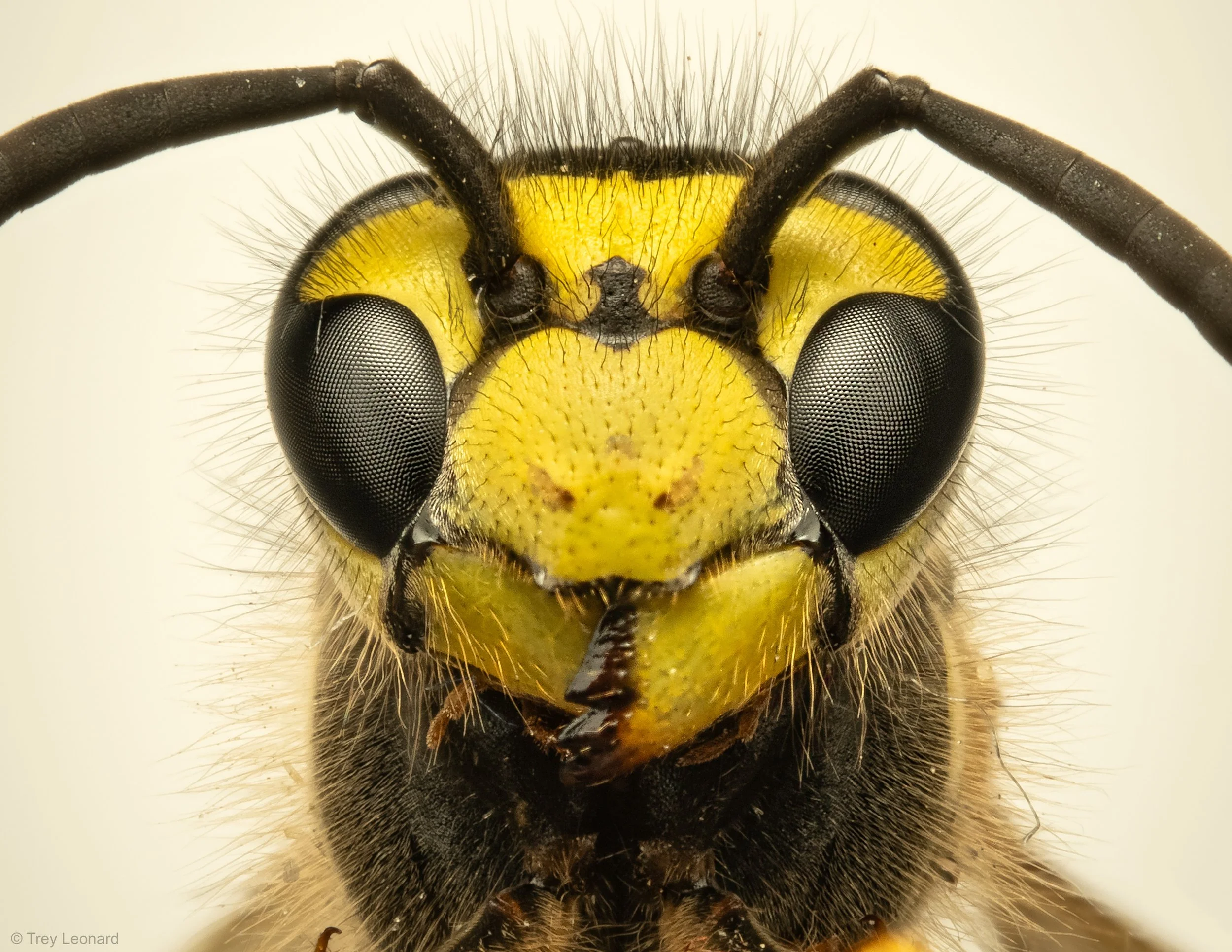 Eastern Yellowjacket 8-2026.jpg