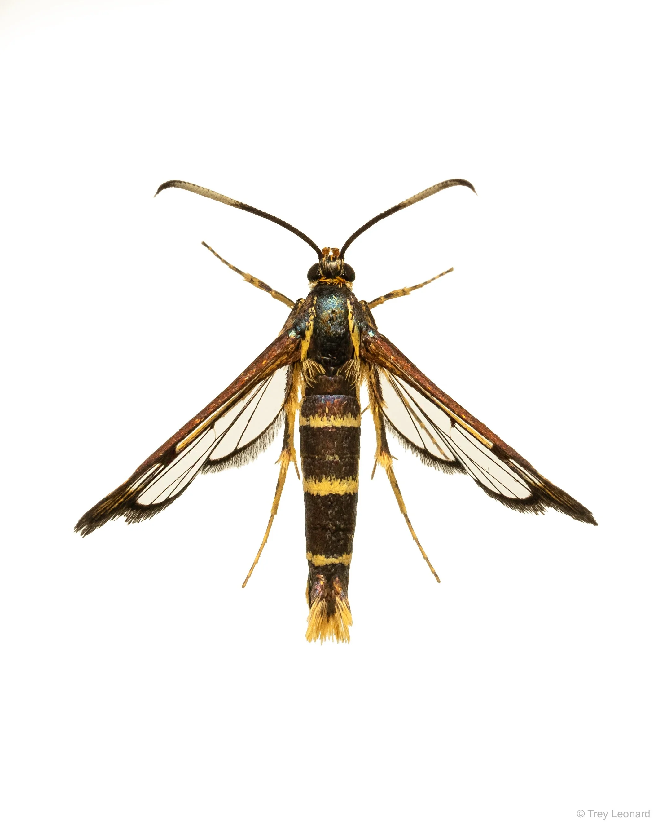 Ironweed Clearwing Moth 7-2026.jpg