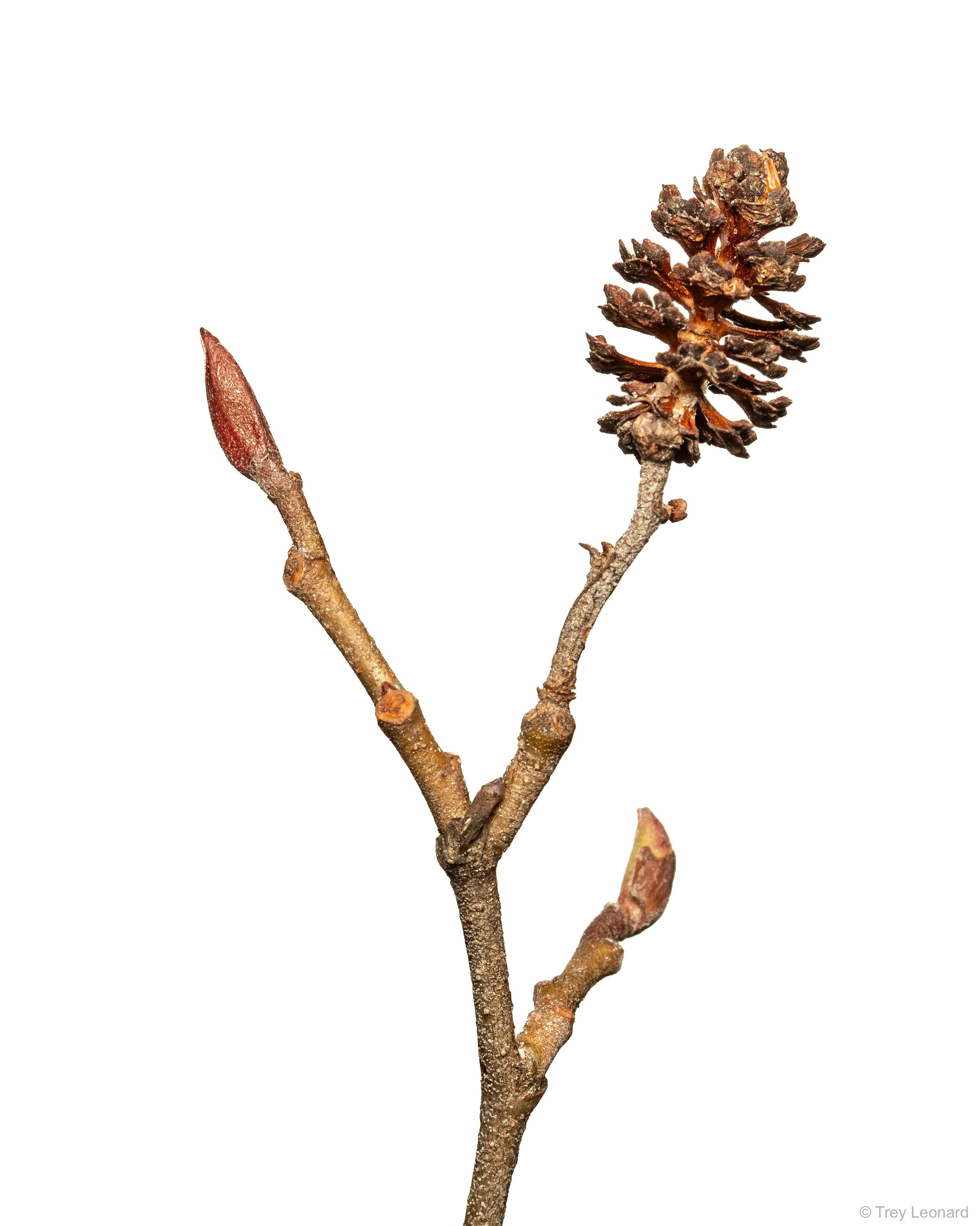 Tree Sapling 3-2026-2.jpg