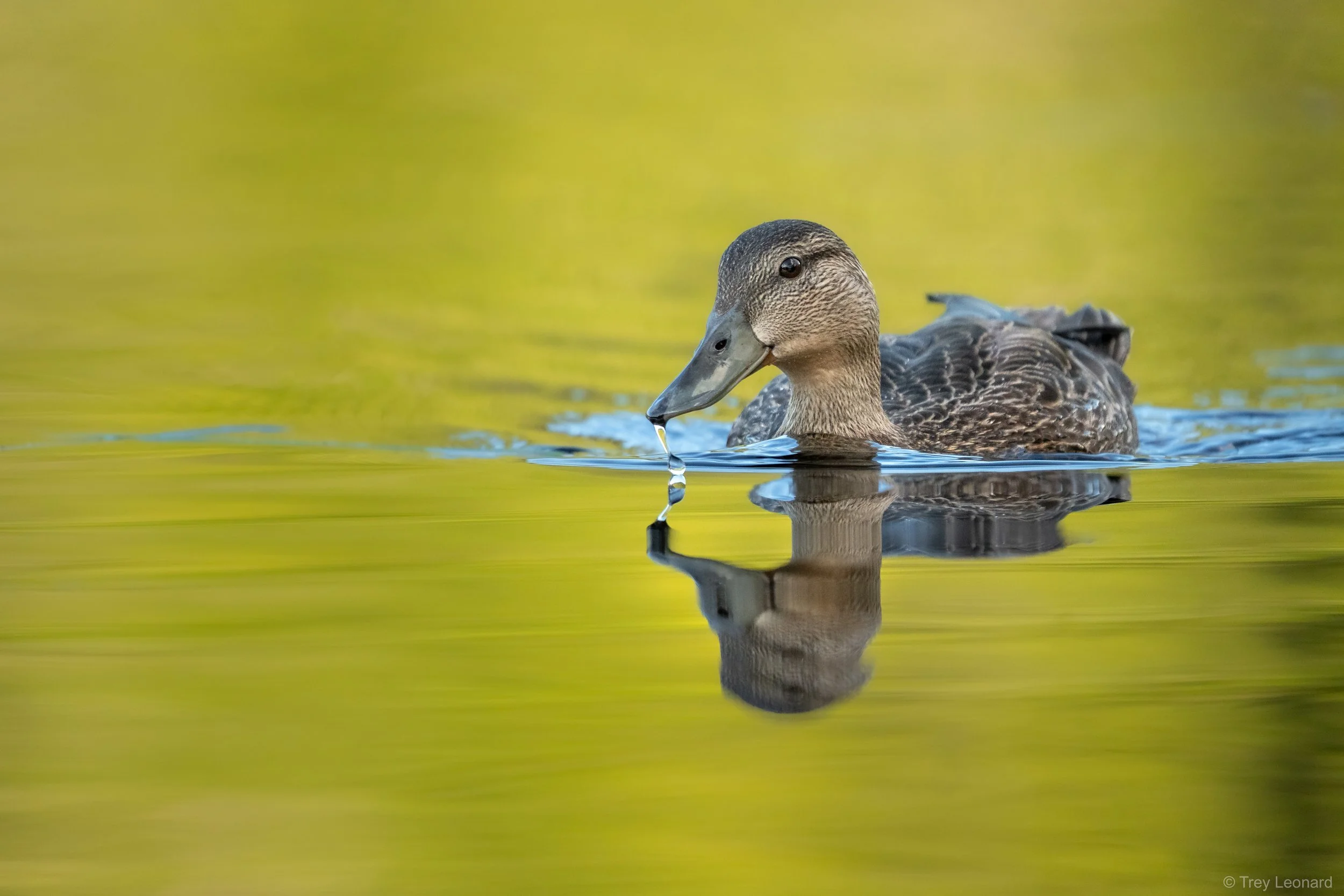 American Black Duck 8-2026-3.jpg