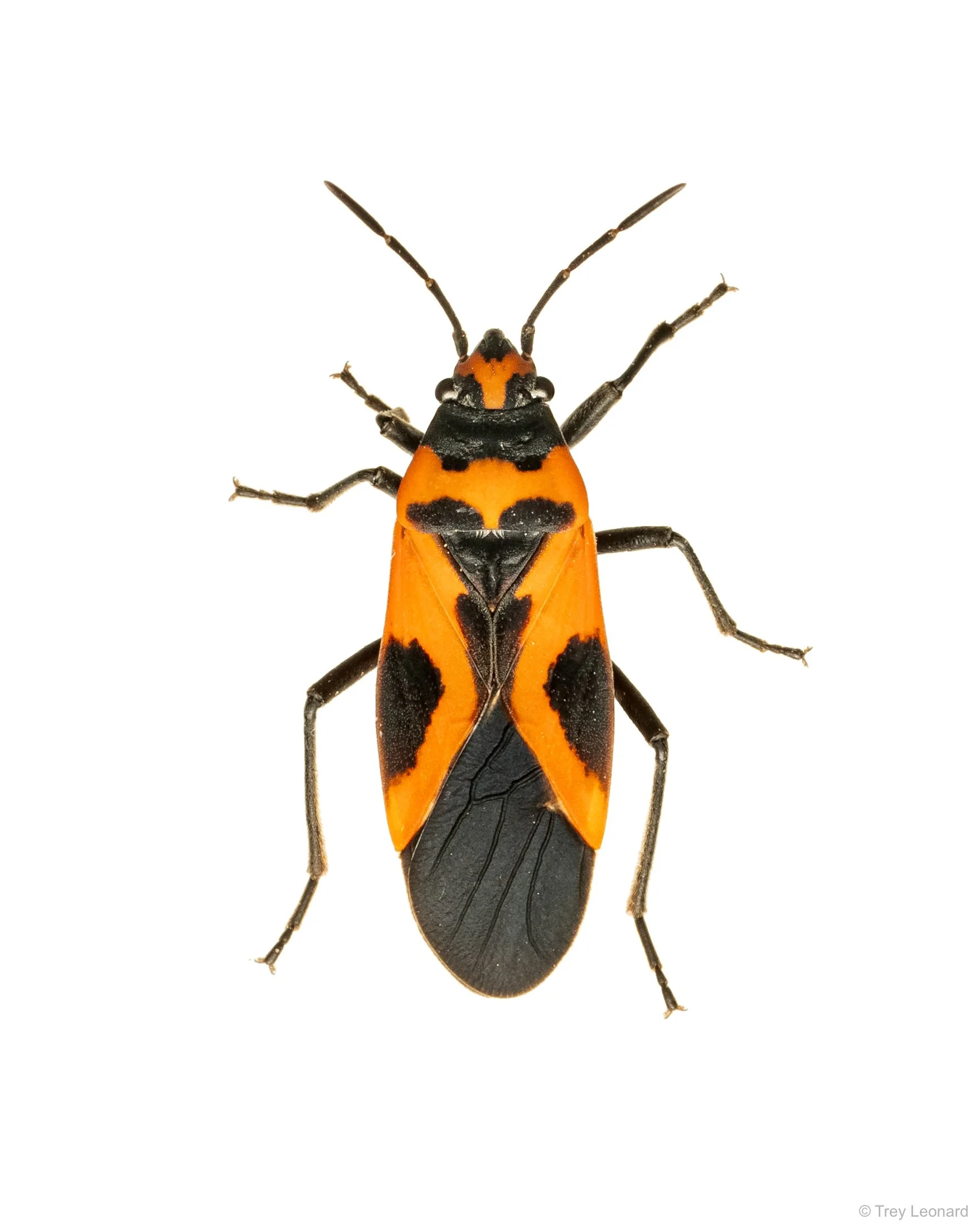 Small Milkweed Bug 7-2026.jpg