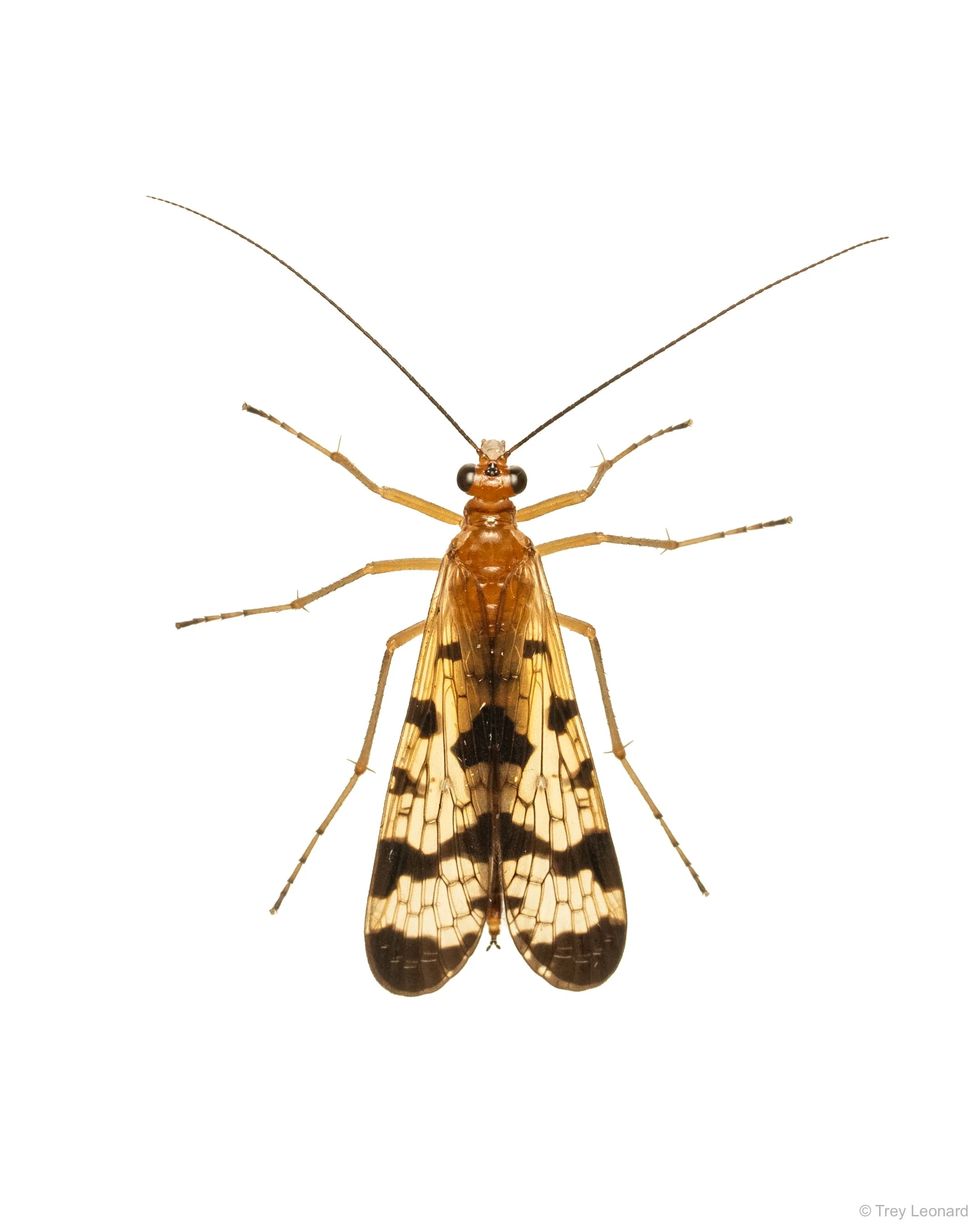 Forked Scorpionfly 8-2026.jpg