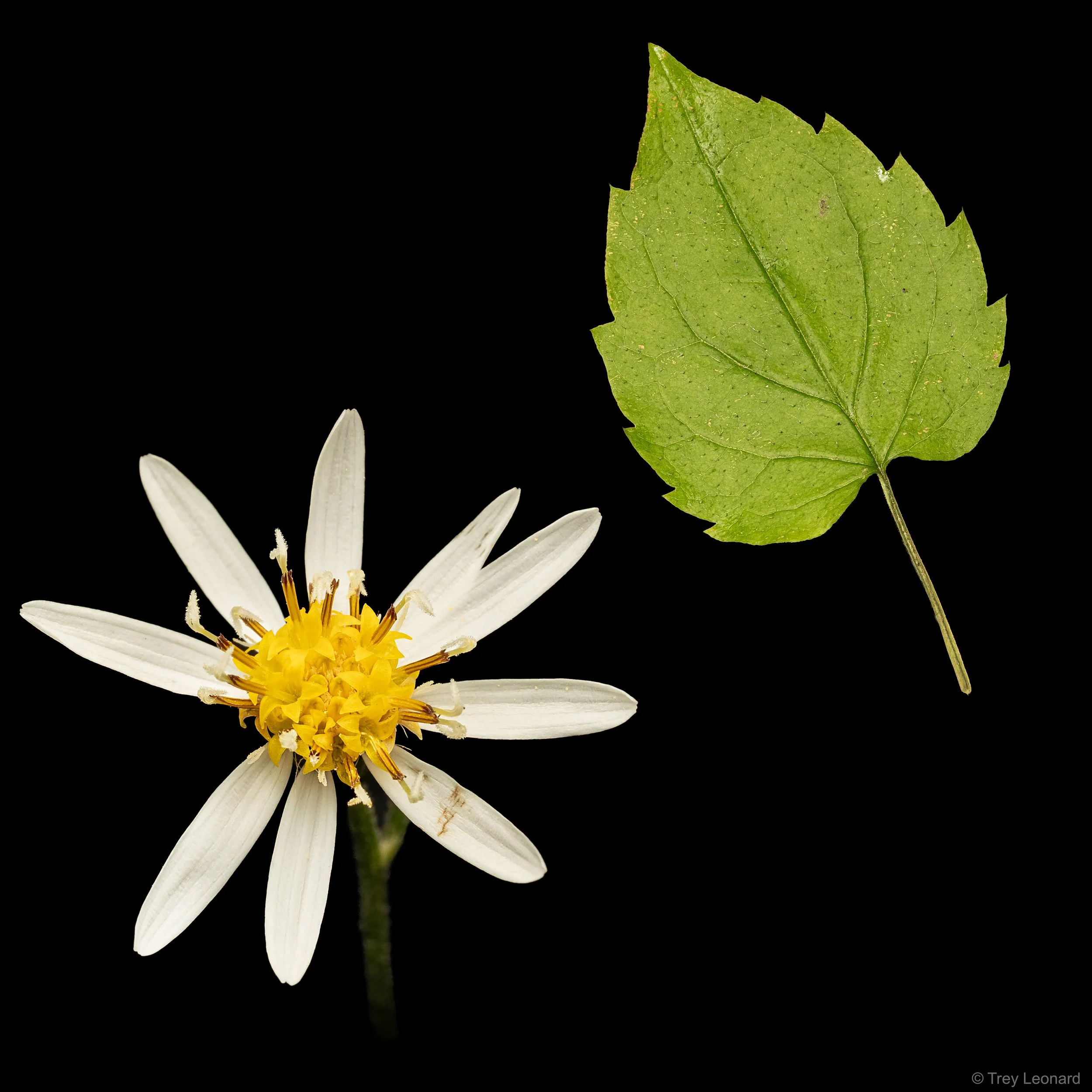 white wood aster copy.jpg