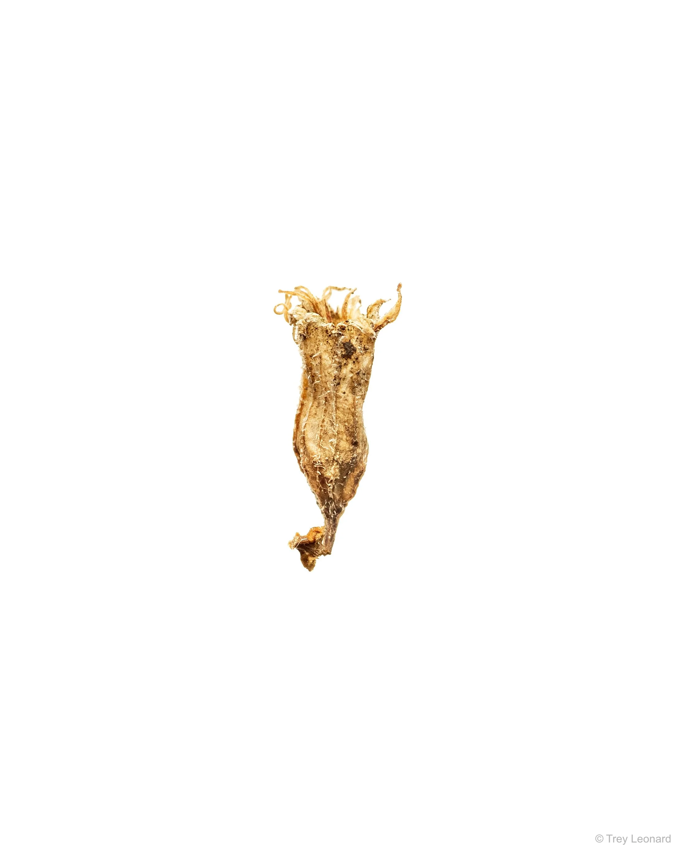 Mint Seed 2-2026.jpg