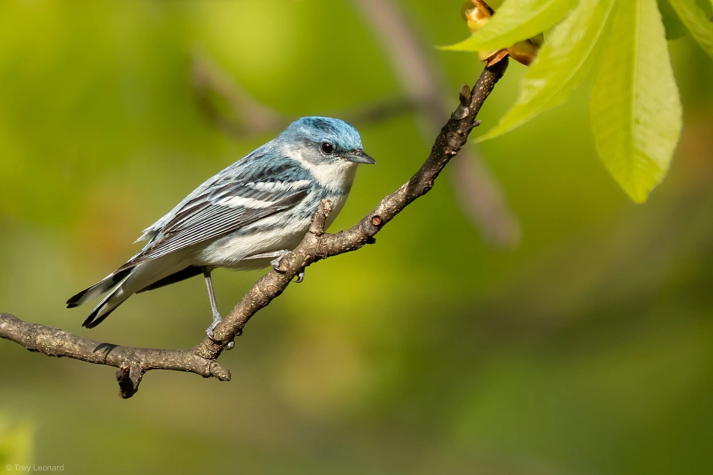 Cerulean Warbler 5-2026-4.jpg