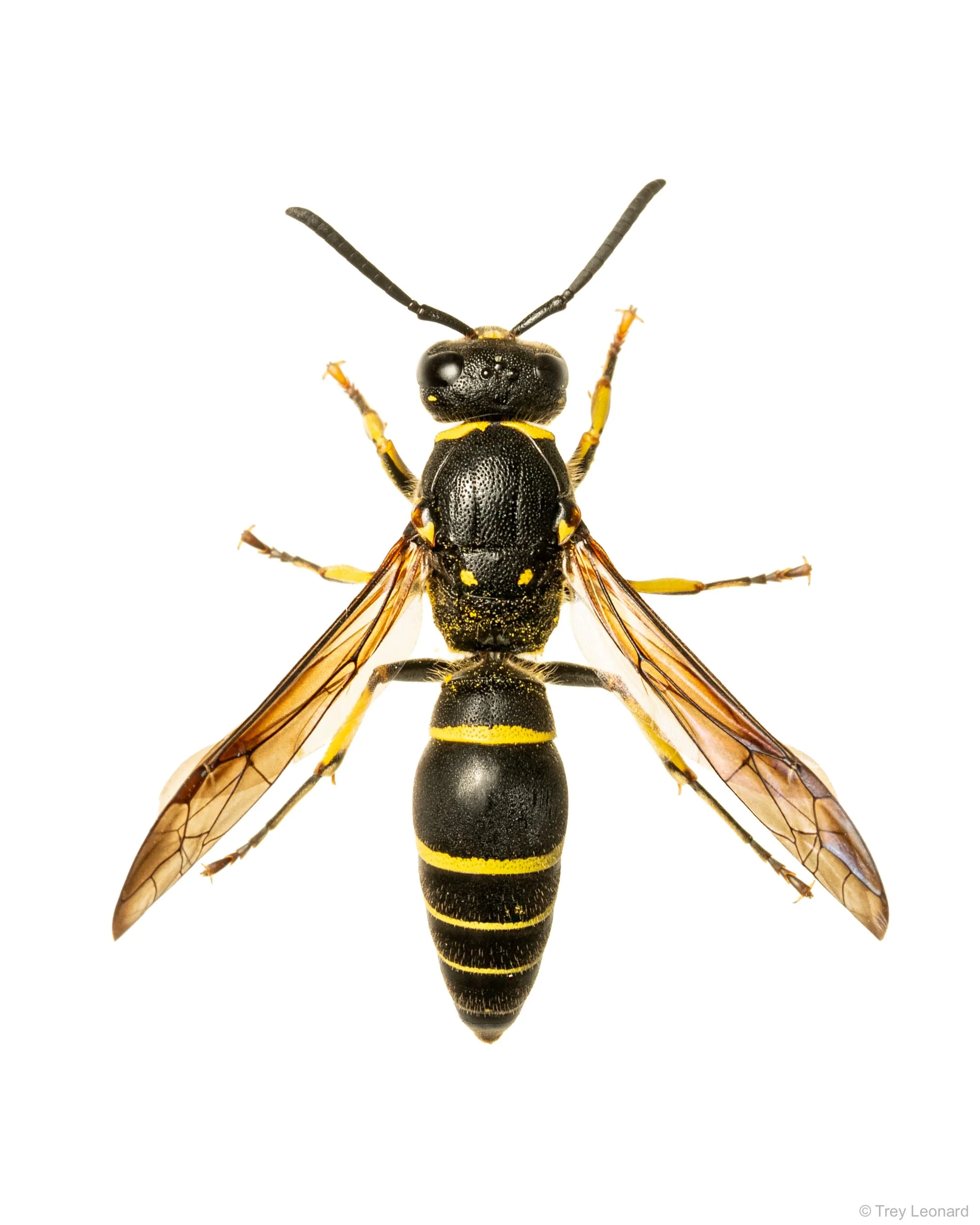 Ancistrocerus capra 9-2026.jpg