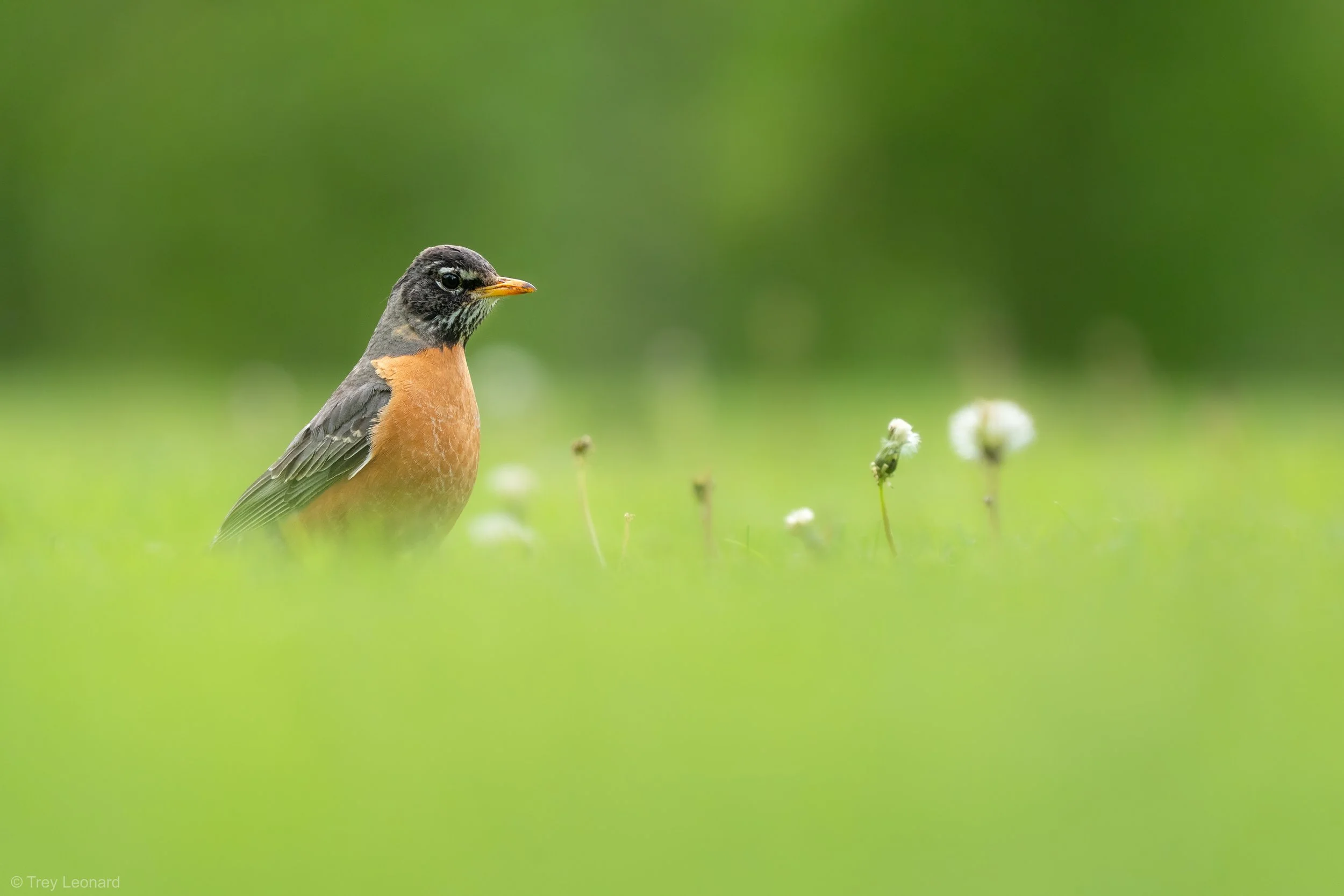 American Robin 5-2026.jpg