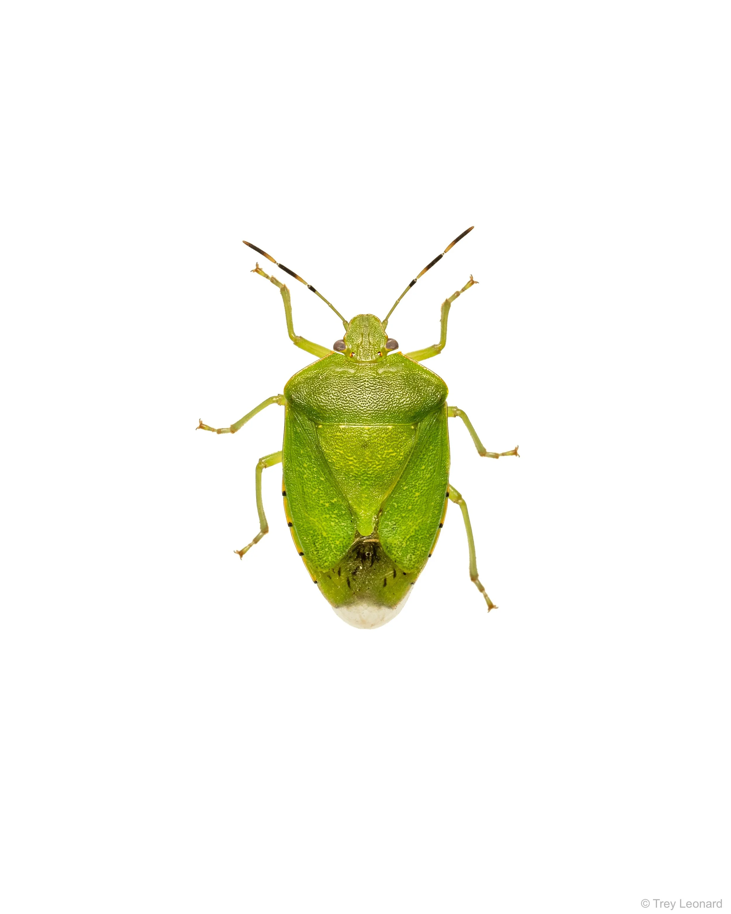 Green Stink Bug 4-2026.jpg