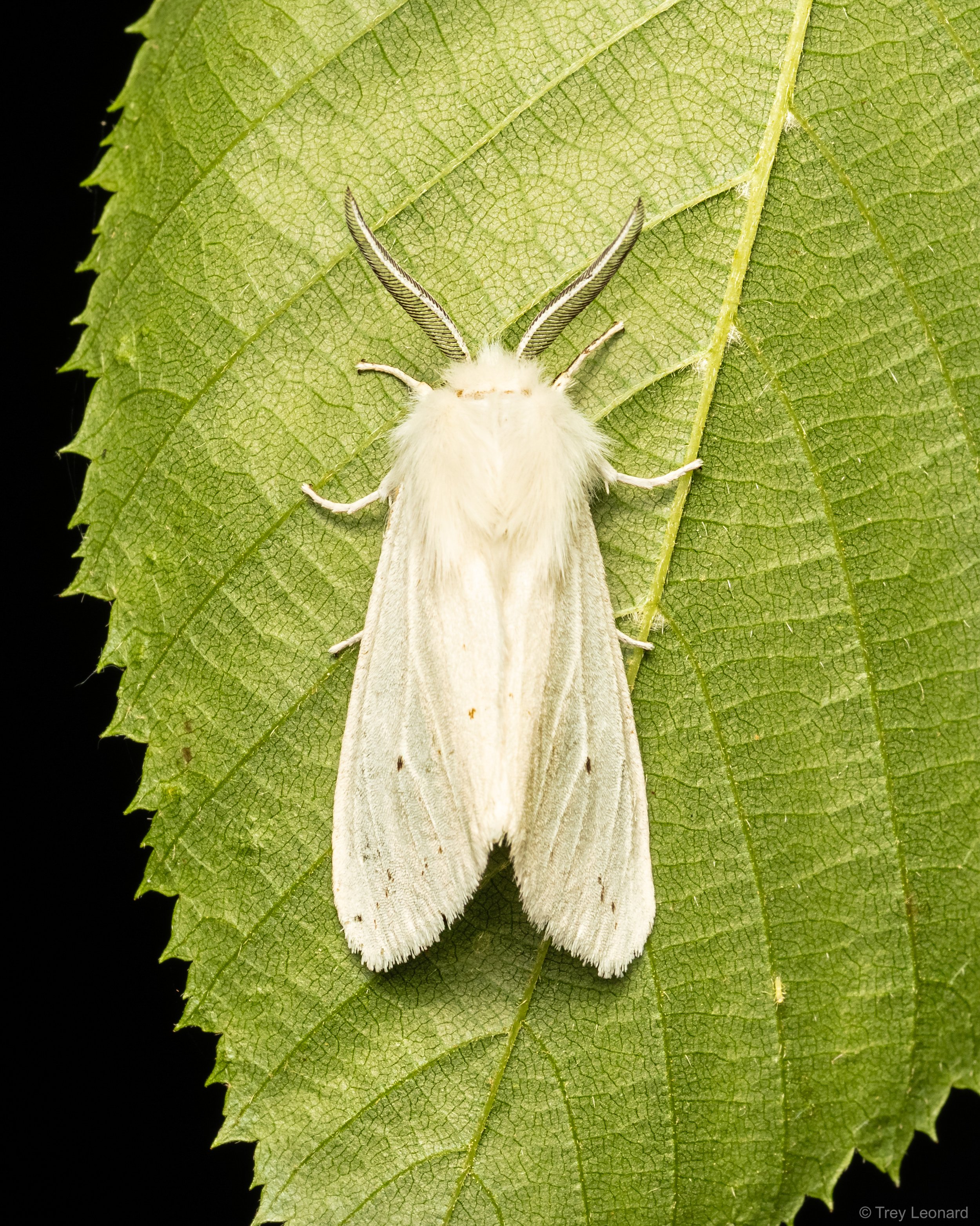 Virginian Tiger Moth 6-2026.jpg