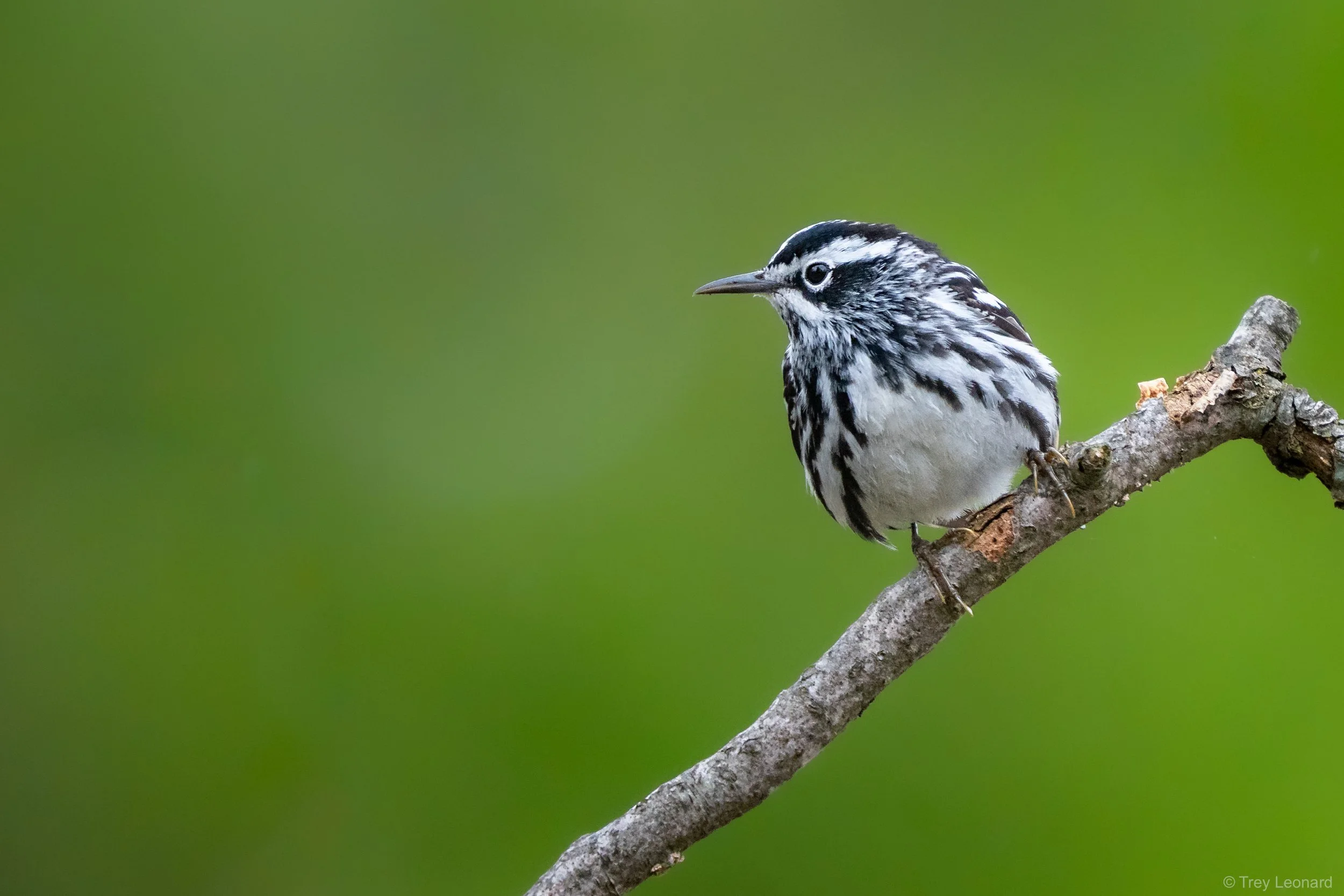 Black and White Warbler 5-2026-2.jpg