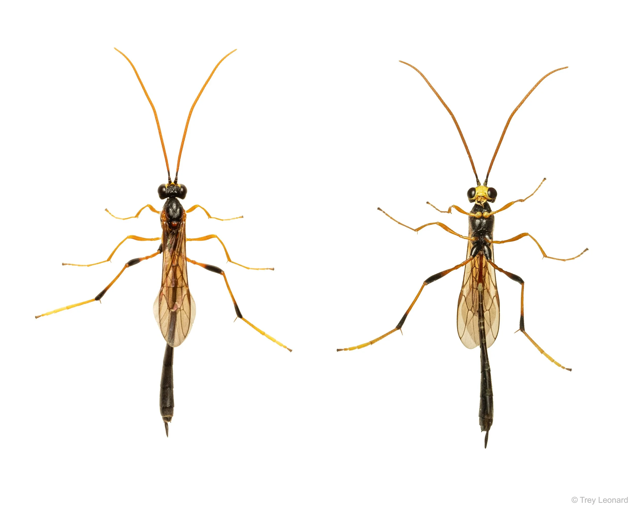 Black Giant Ichneumonid Wasp 7-2026.jpg