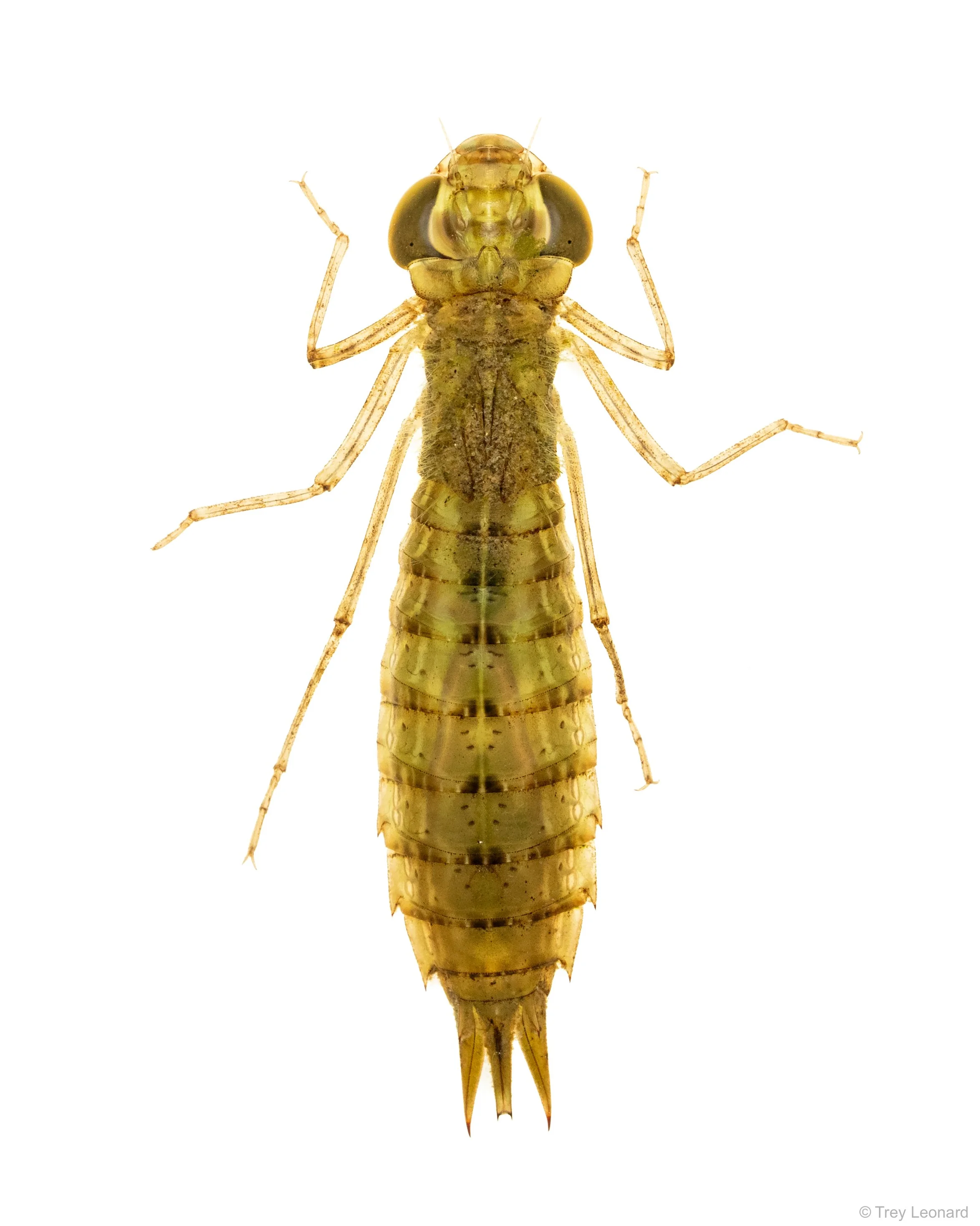 Darner Larvae 4-2026.jpg