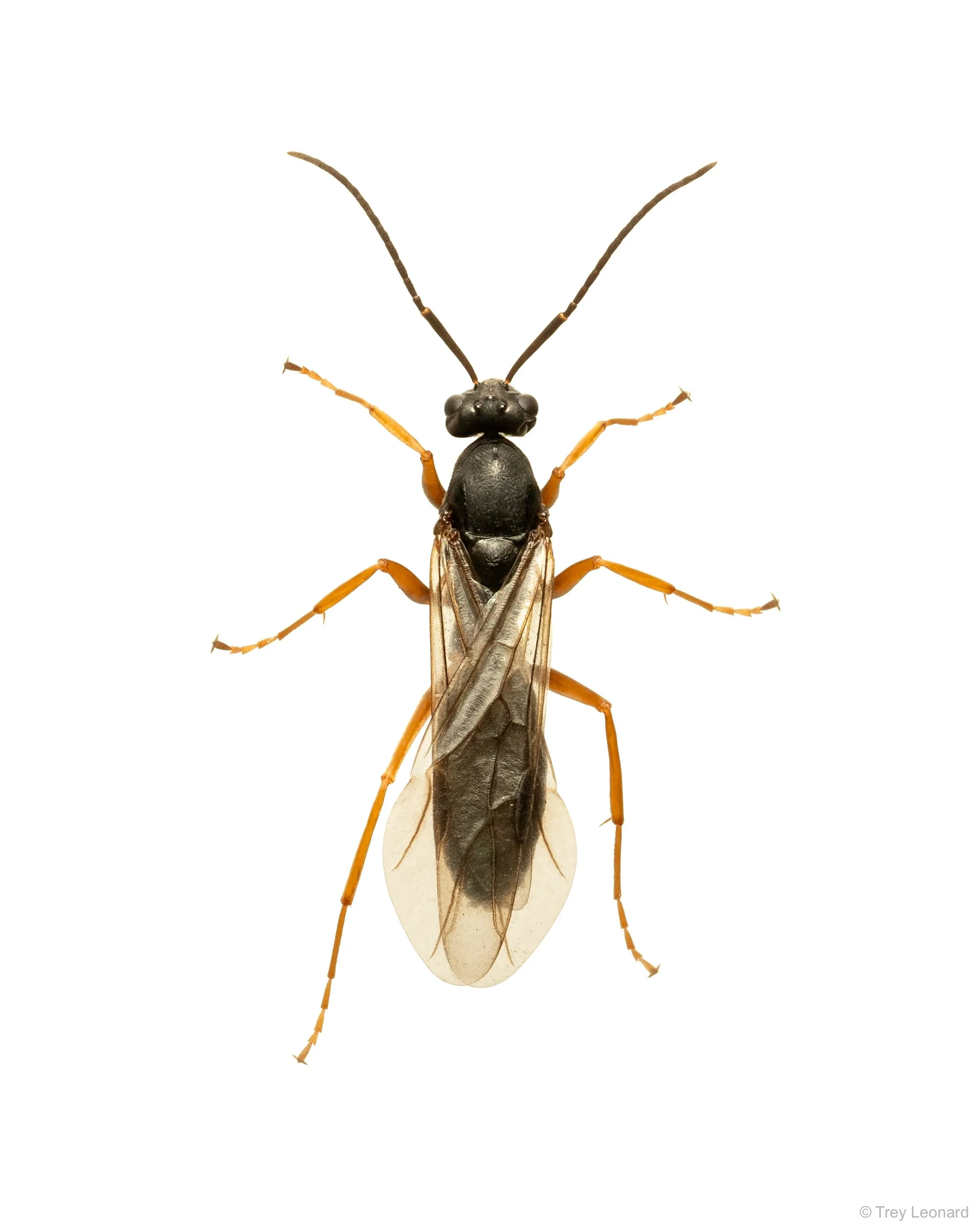 Parasitoid Wasp 7-2026.jpg