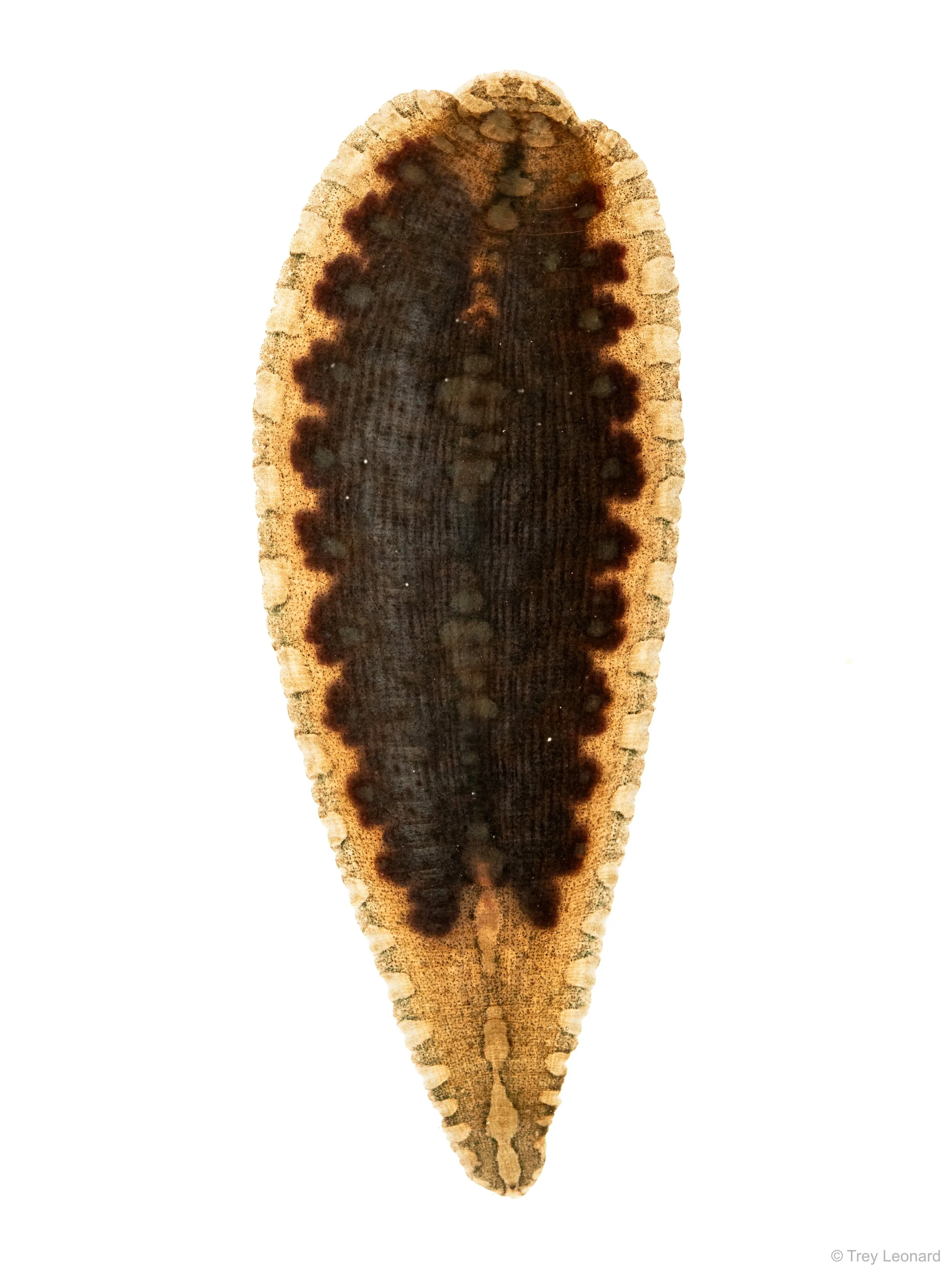 Smooth Turtle Leech 4-2026.jpg