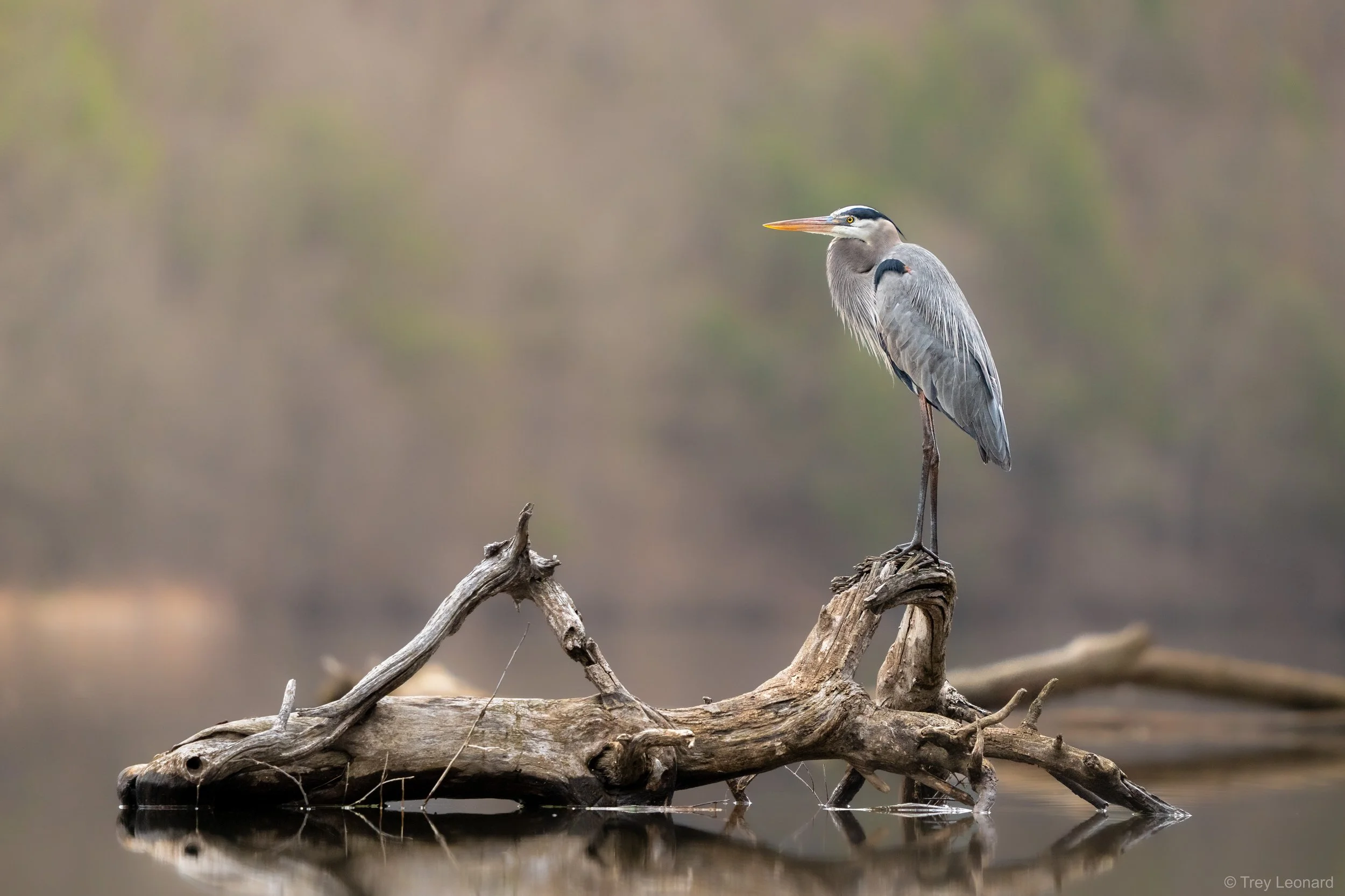 Great Blue Heron 3-2026.jpg
