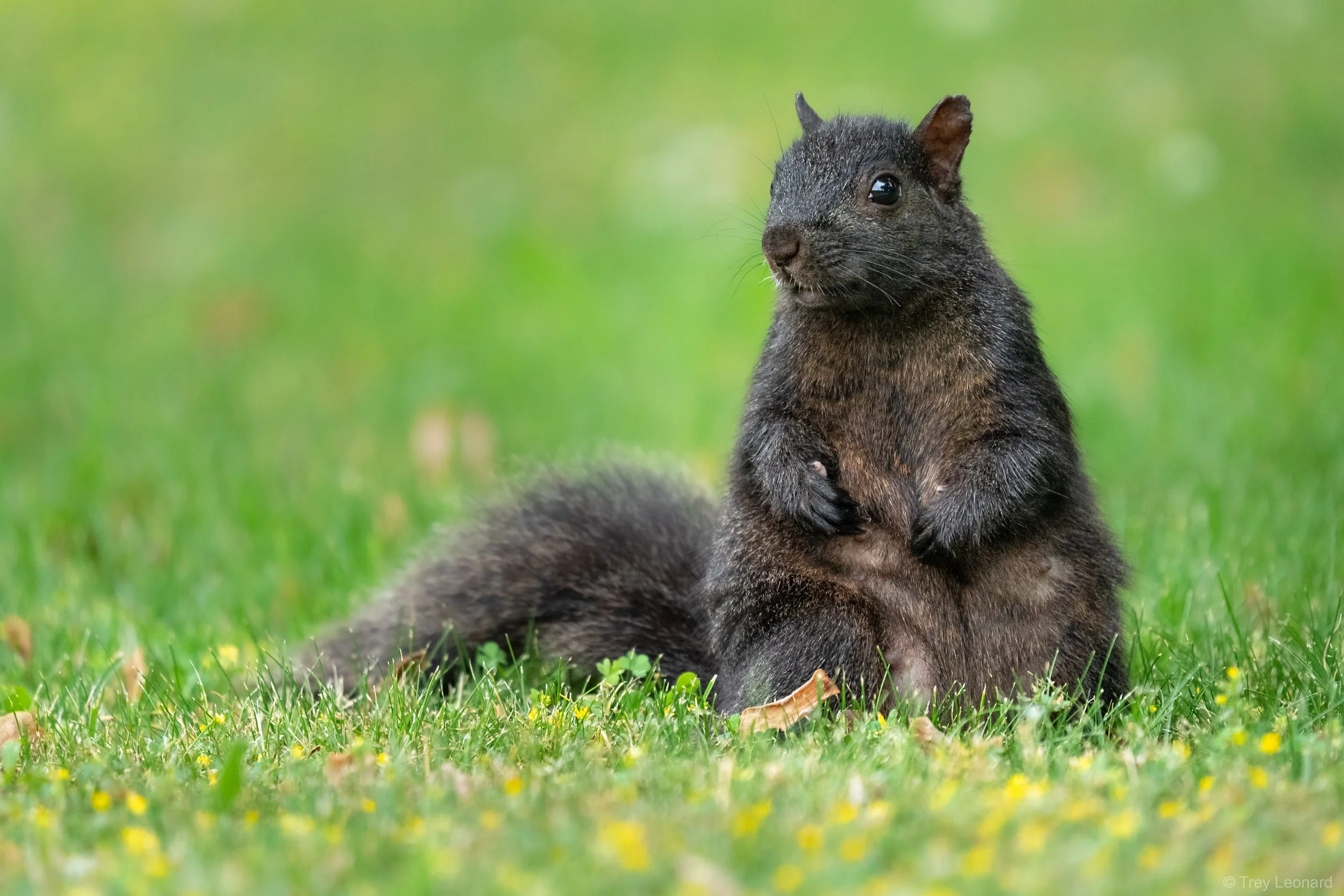 Eastern Gray Squirrel (melanistic) 6-2026.jpg