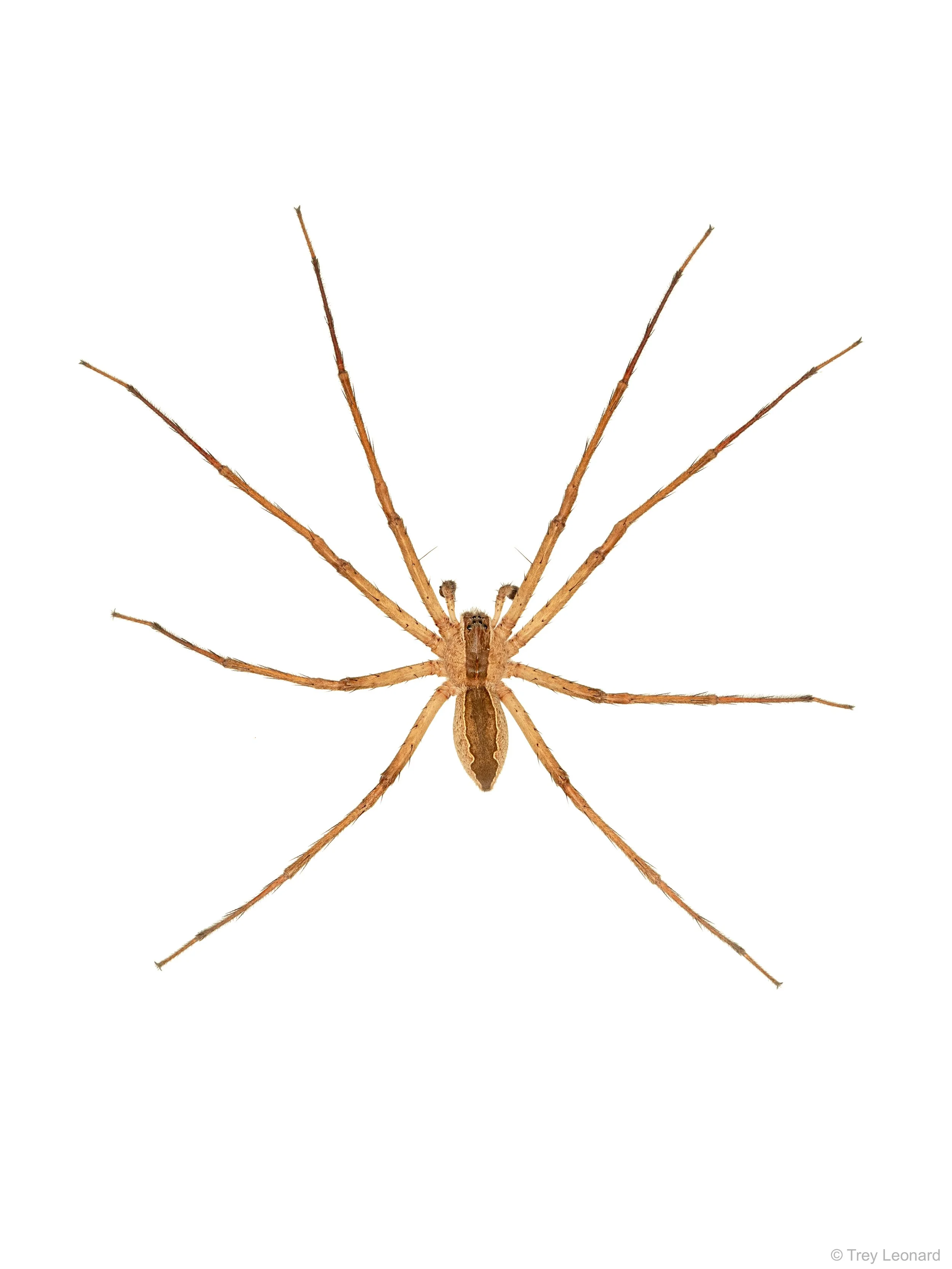 American Nursery Web Spider 5-2026.jpg