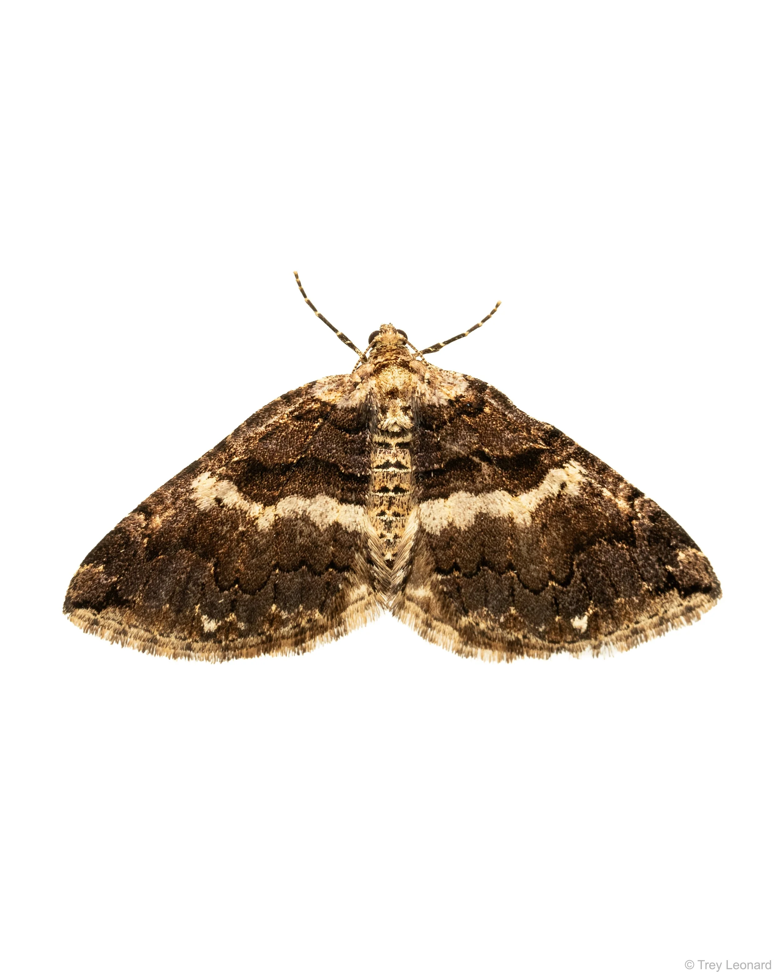 Variable Carpet Moth 4-2026.jpg