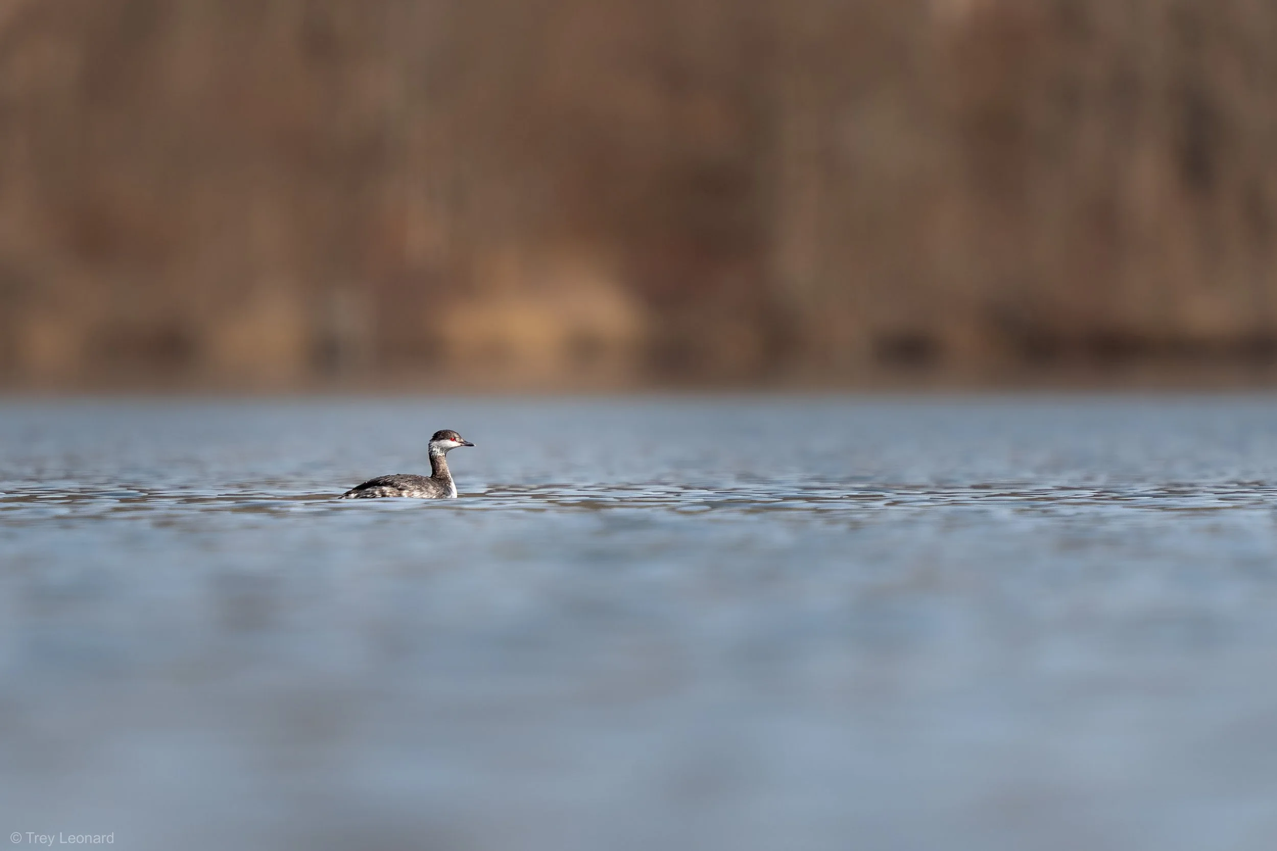 Horned Grebe 3-2026.jpg