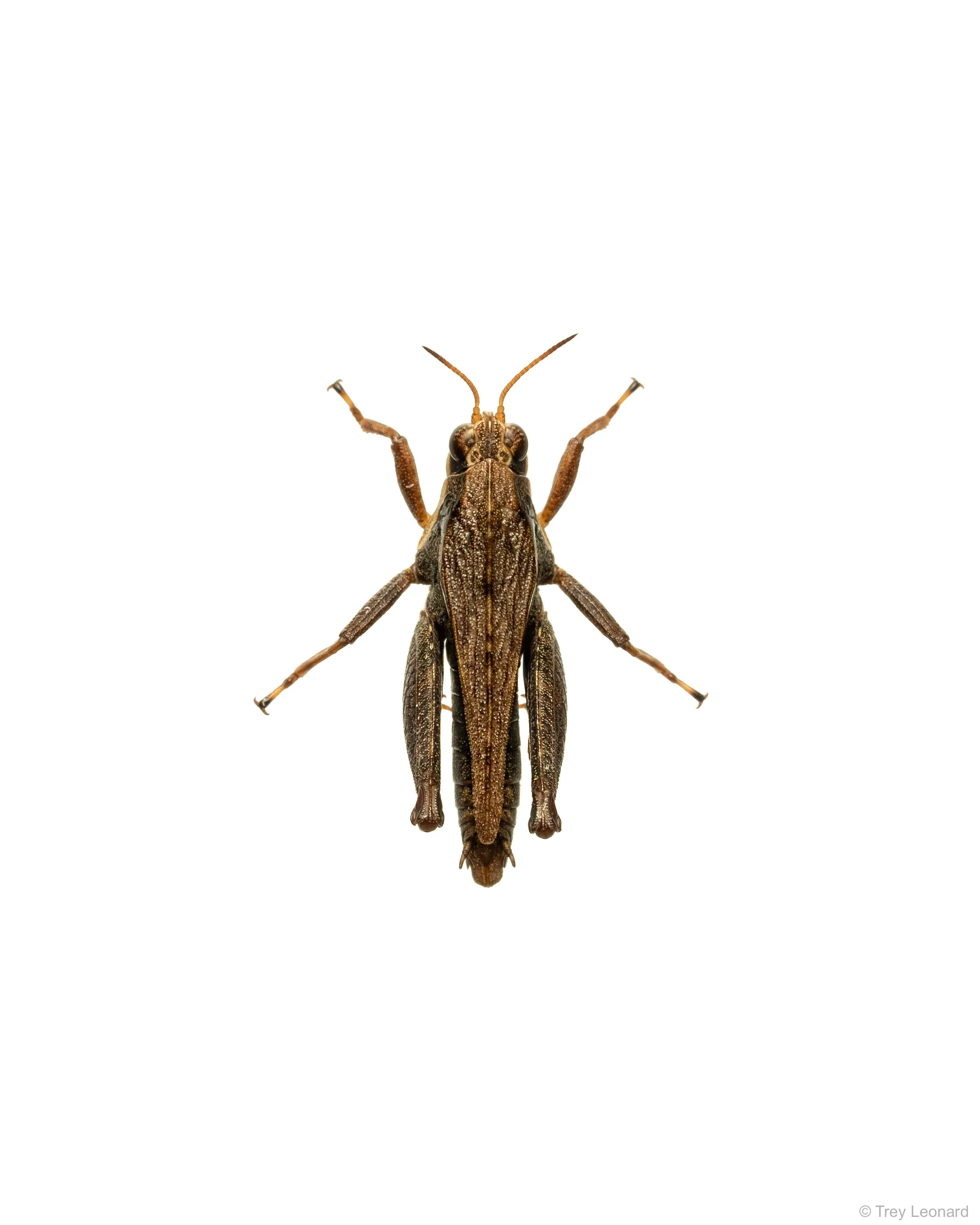 Black-sided Pygmy Grasshopper 4-2026.jpg