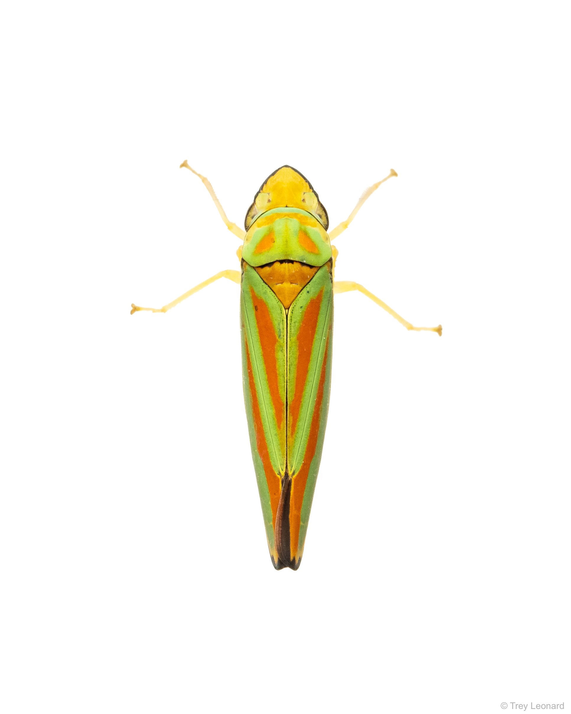 Rhododendron Leafhopper 7-2026.jpg