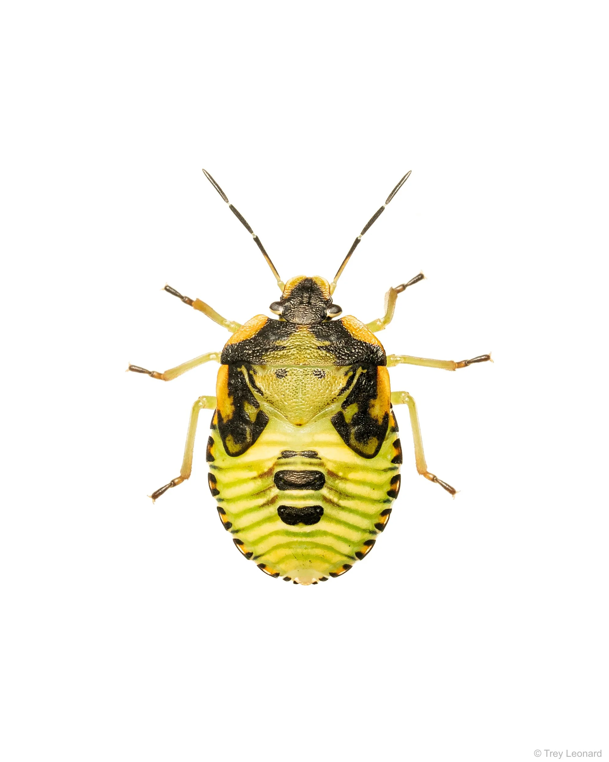 Green Stink Bug 9-2026-2.jpg