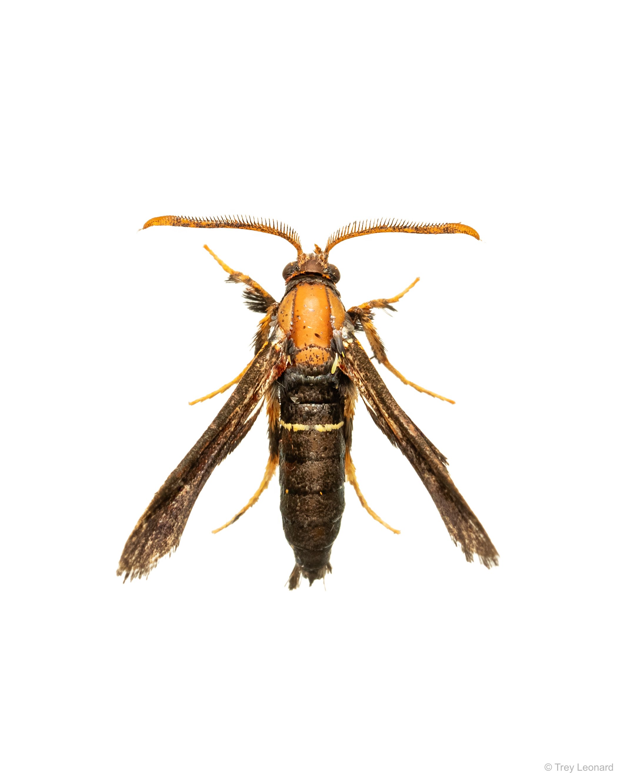 Clematis Clearwing Moth 7-2026.jpg