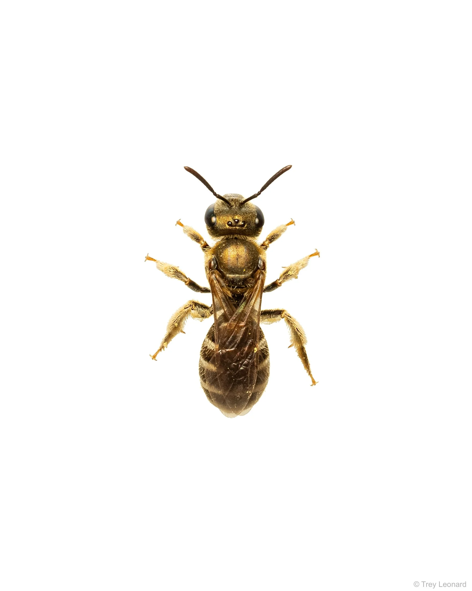Furrow Bee 4-2026.jpg