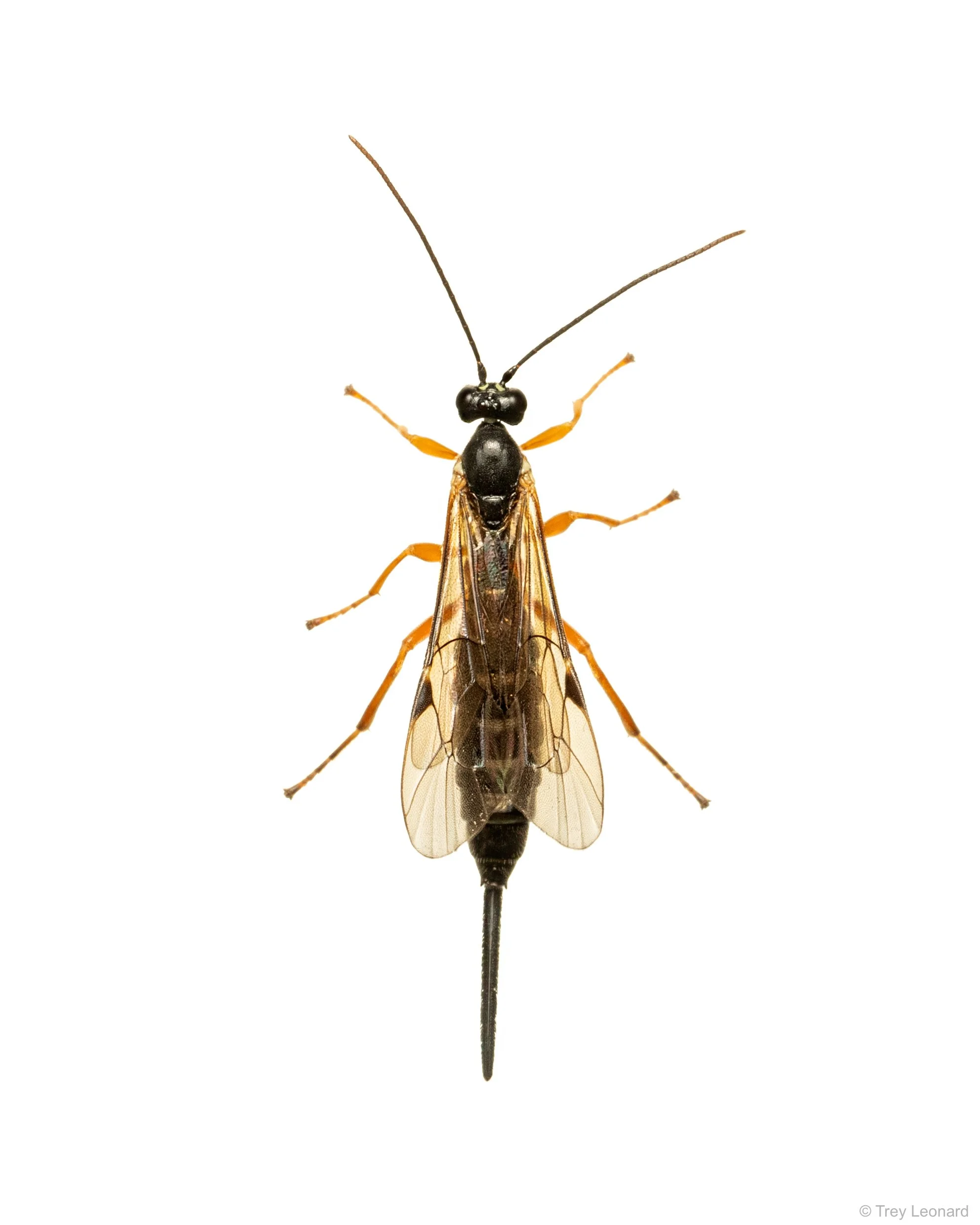 Ichneumonid Wasp 7-2026 2.jpg