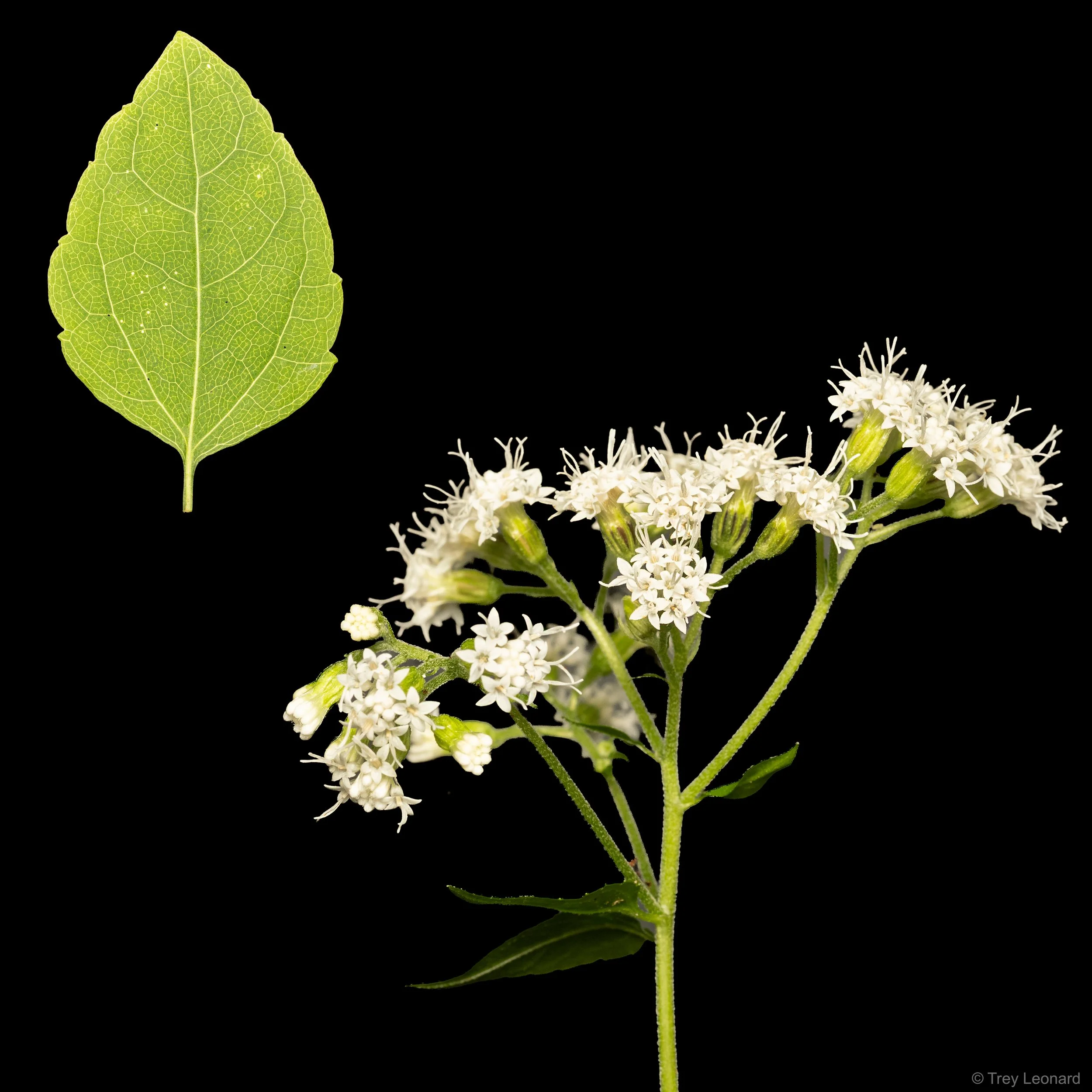 White Snakeroot copy.jpg
