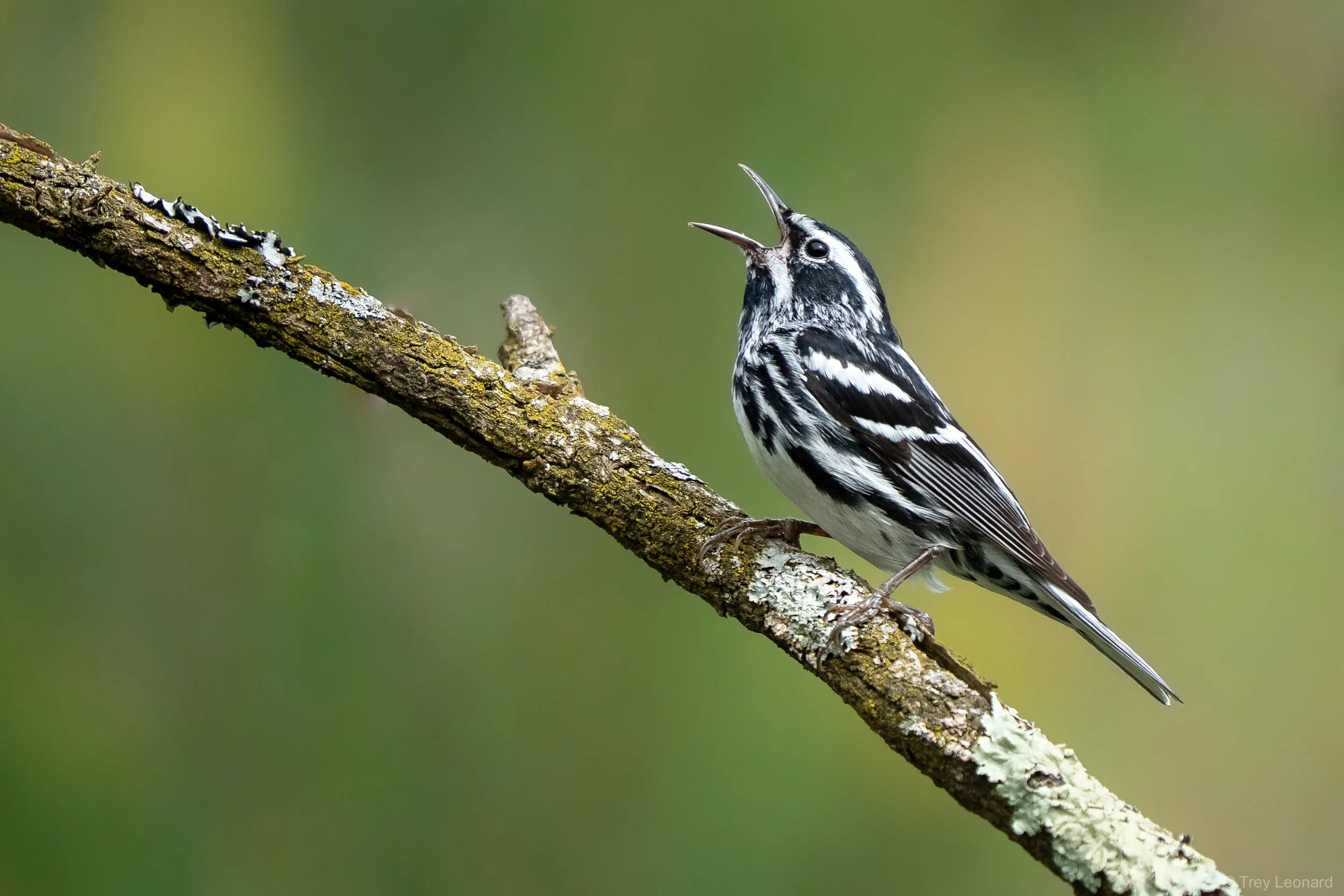 Black-and-White Warbler 5-2026.jpg