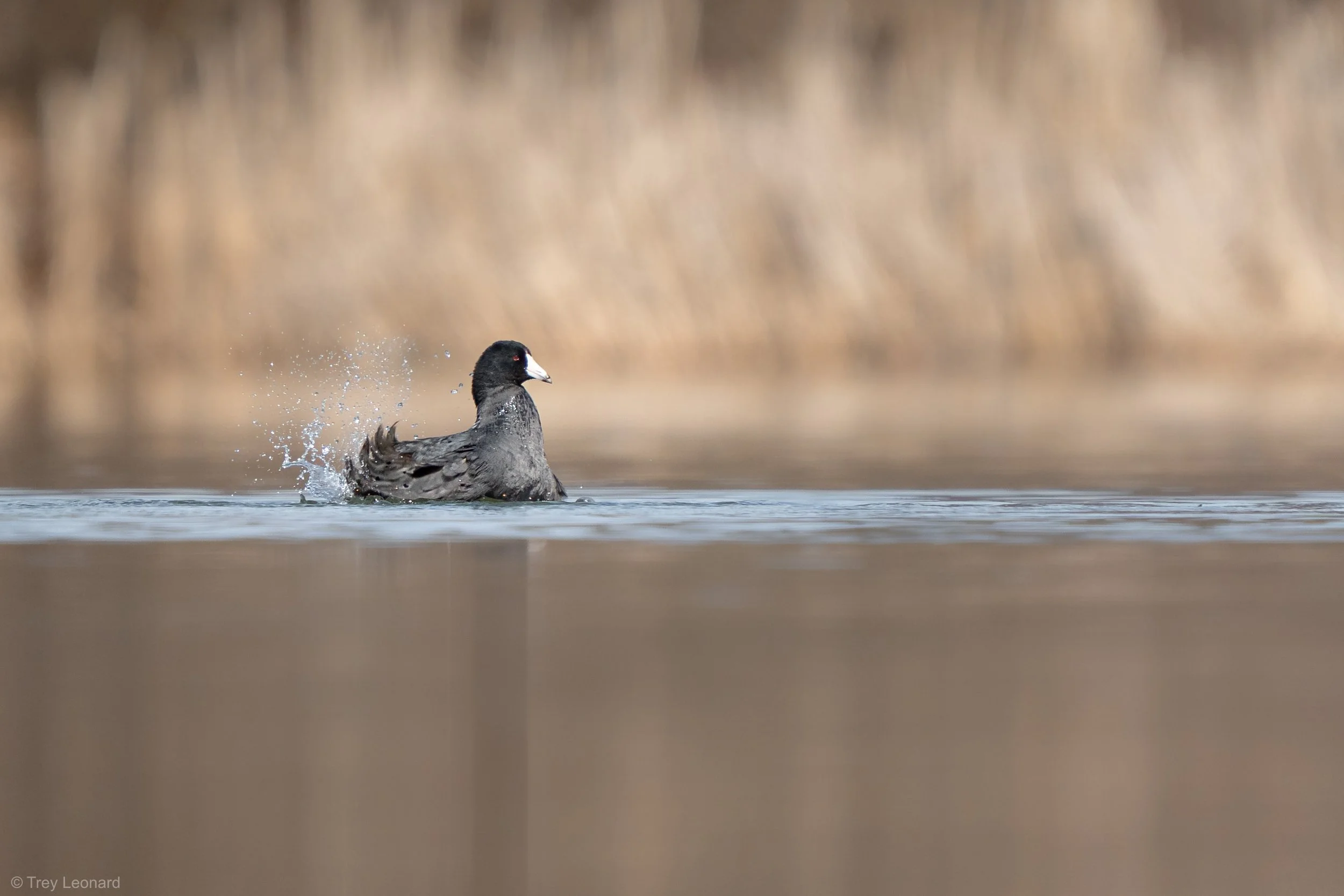 American Coot 3-2026 2.jpg