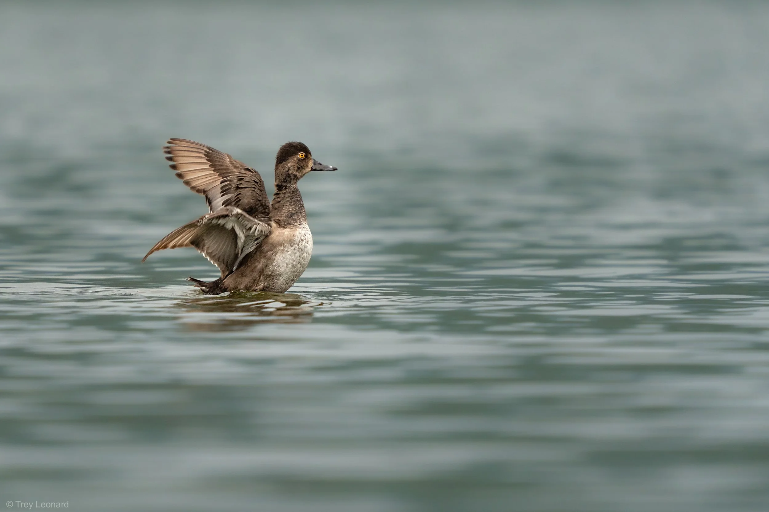 Ring-necked Duck 8-2026.jpg