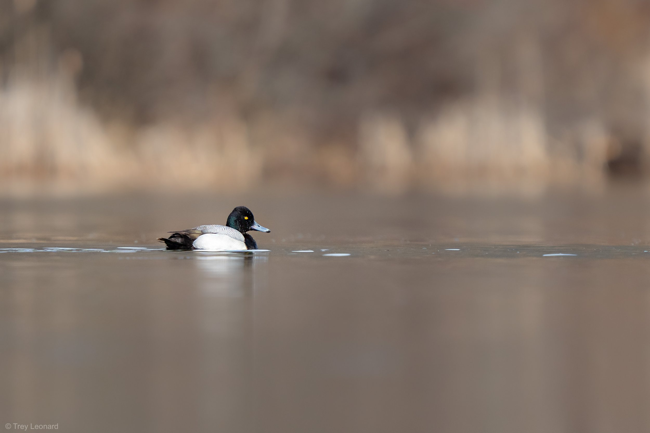 Lesser Scaup 3-2026 3.jpg