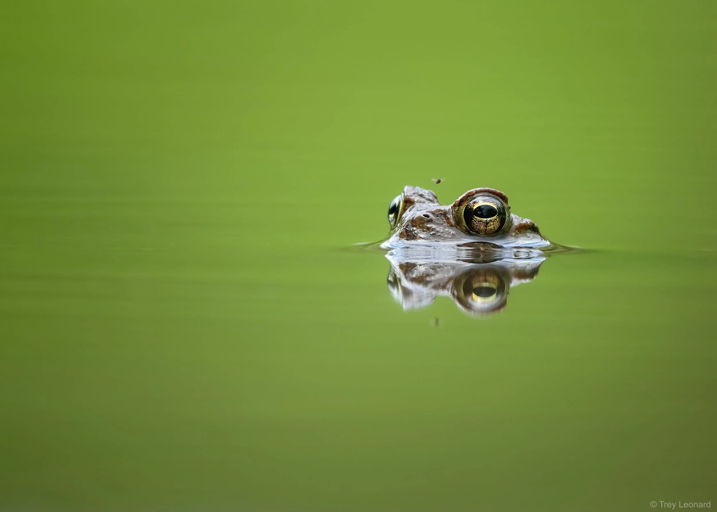 American Toad 5-2026.jpg