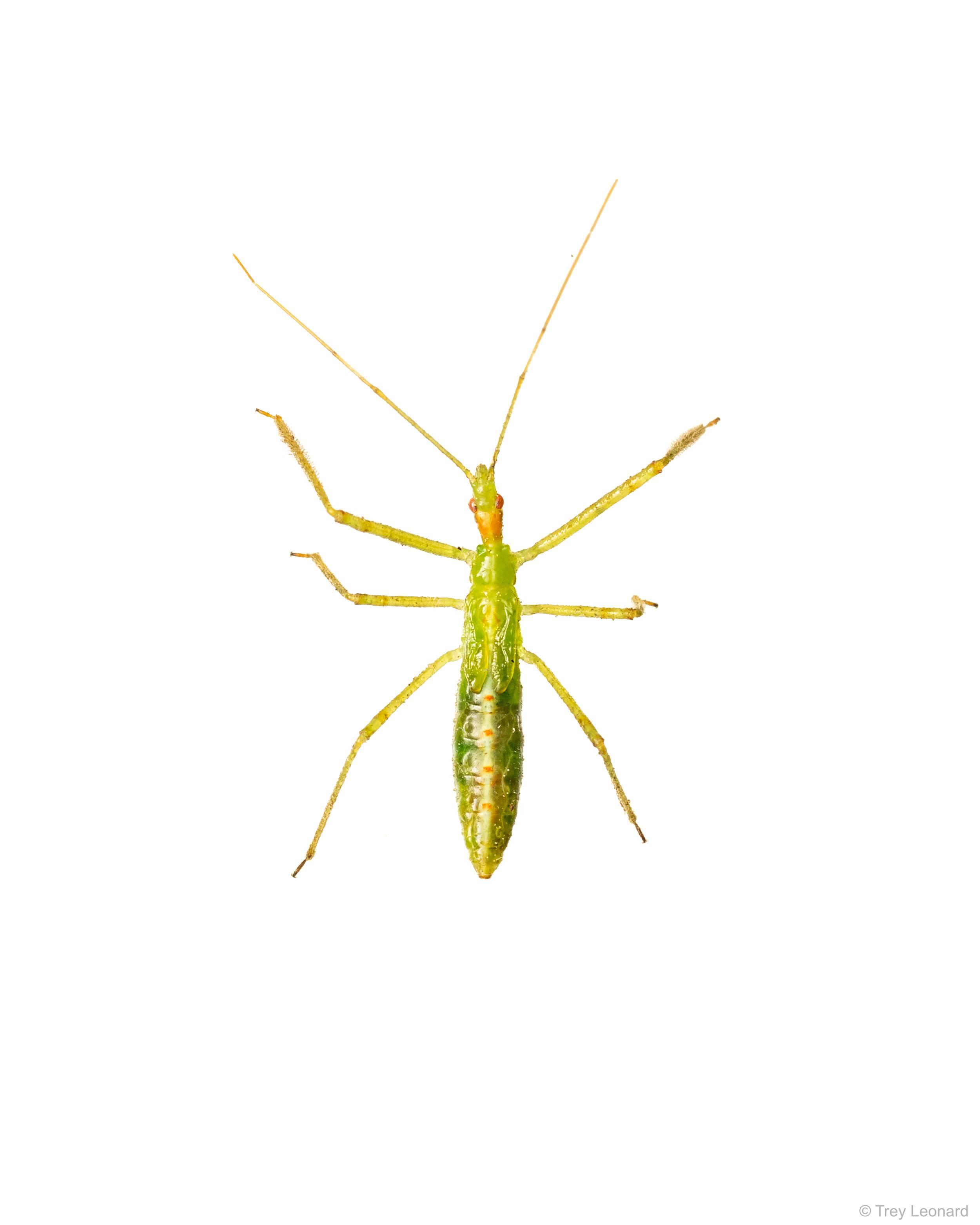 Pale Green Assassin Bug 4-2026.jpg