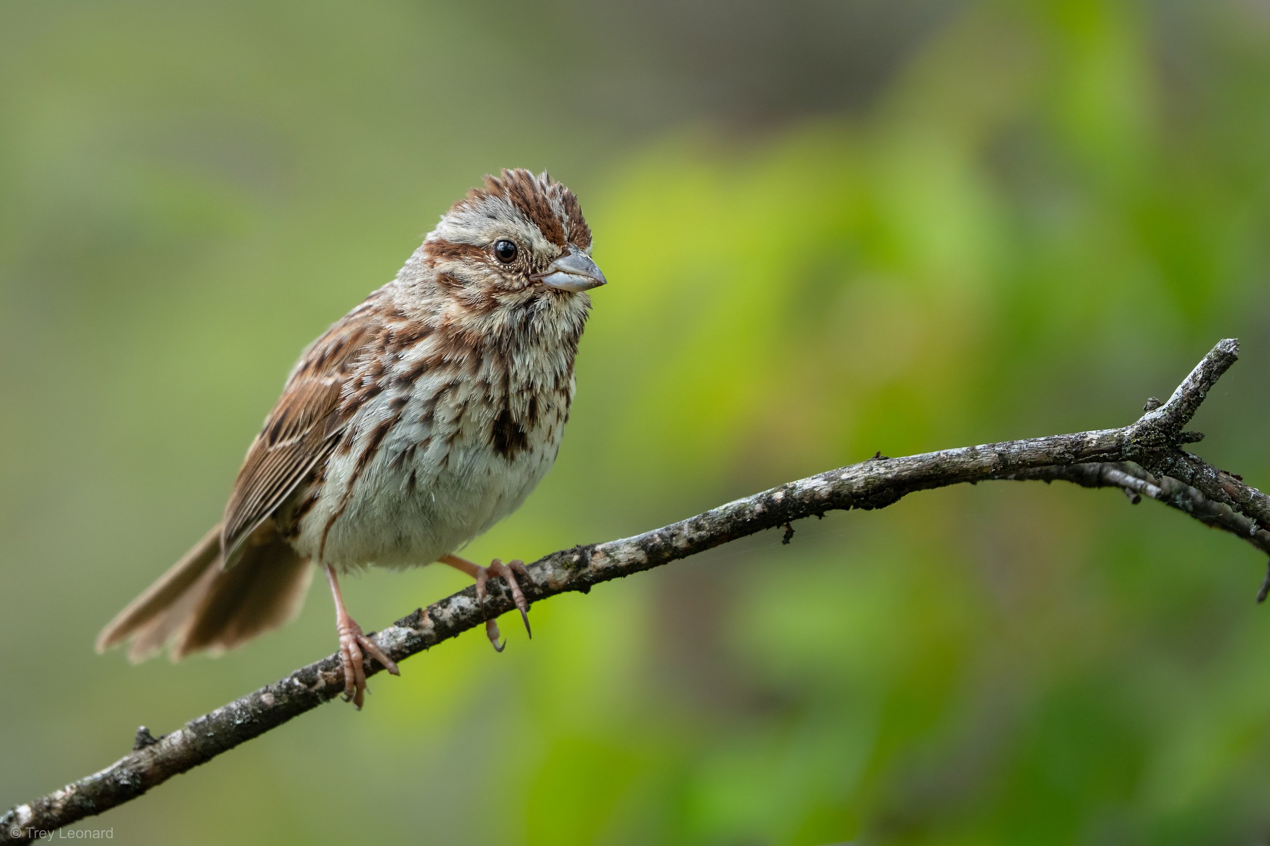 Song Sparrow 5-2026.jpg