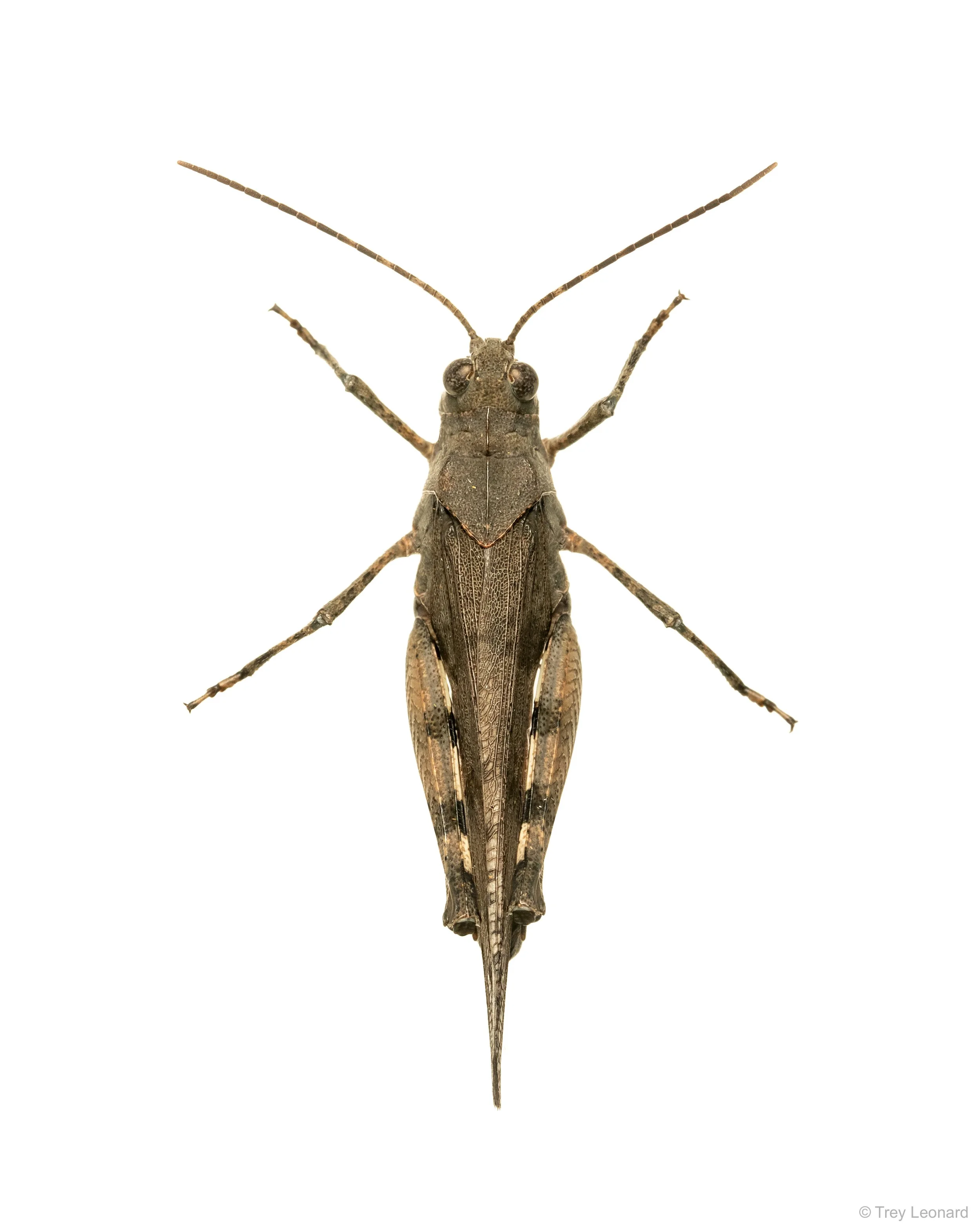 Carolina Grasshopper 7-2026.jpg