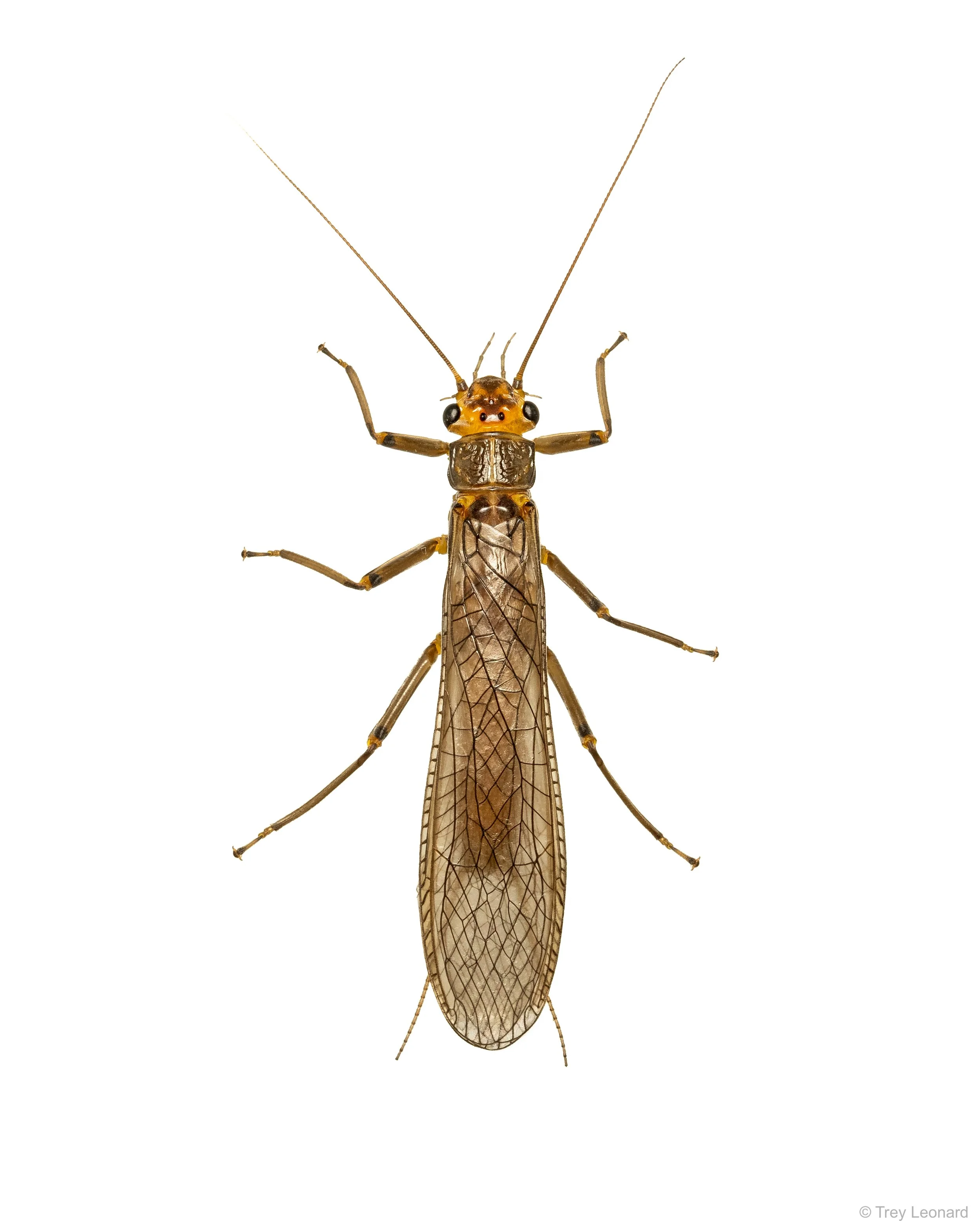 Adult Stonefly 6-2026.jpg