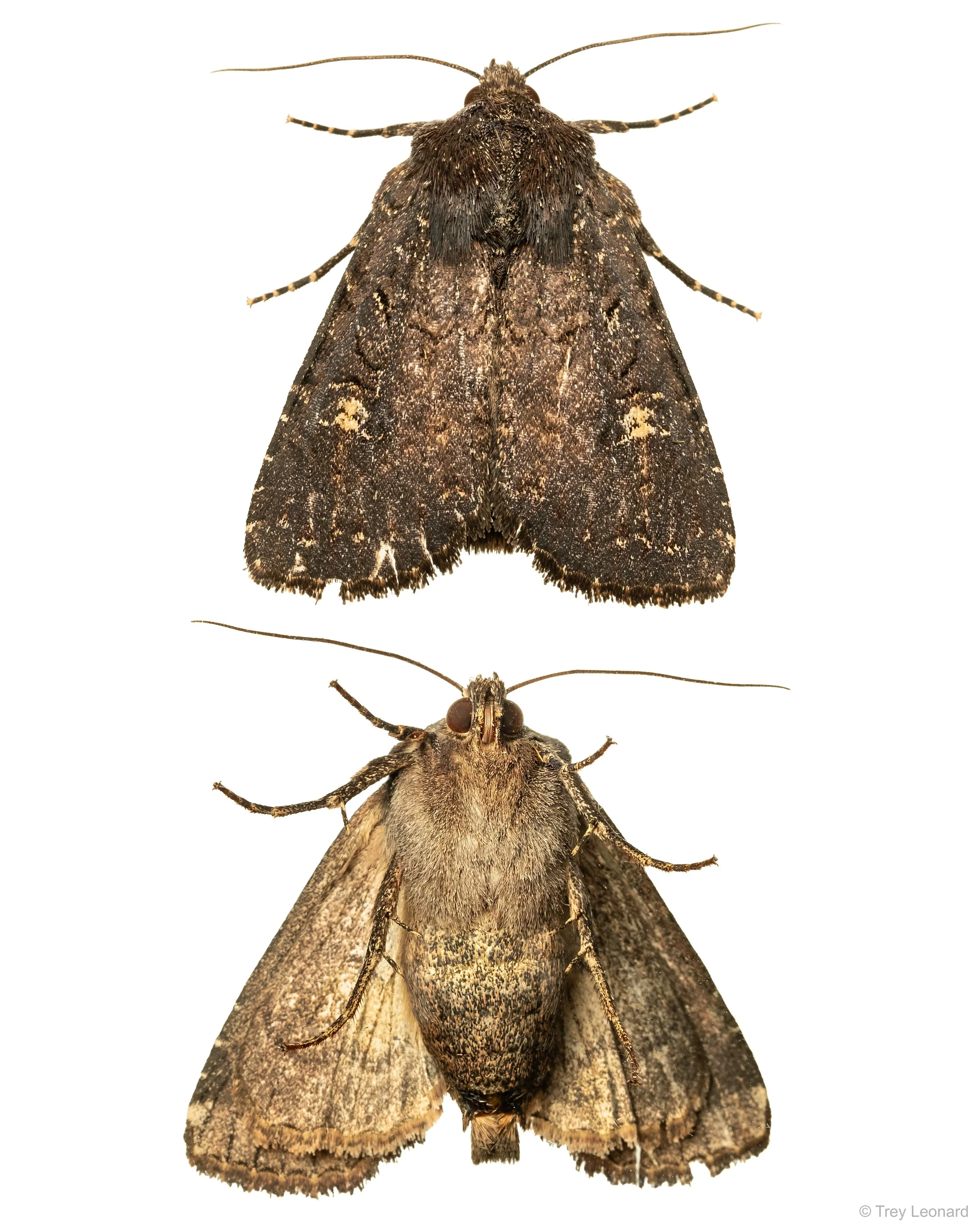 Doubtful Apamea Moth 8-2026.jpg
